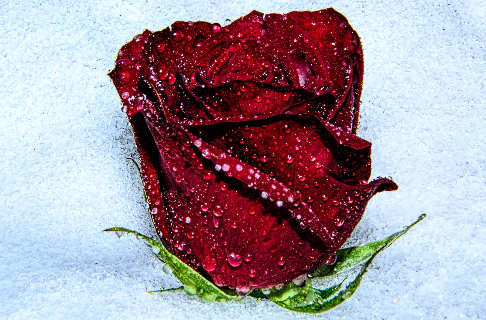 Nikon D7100 sample photo. Frozen rose photography
