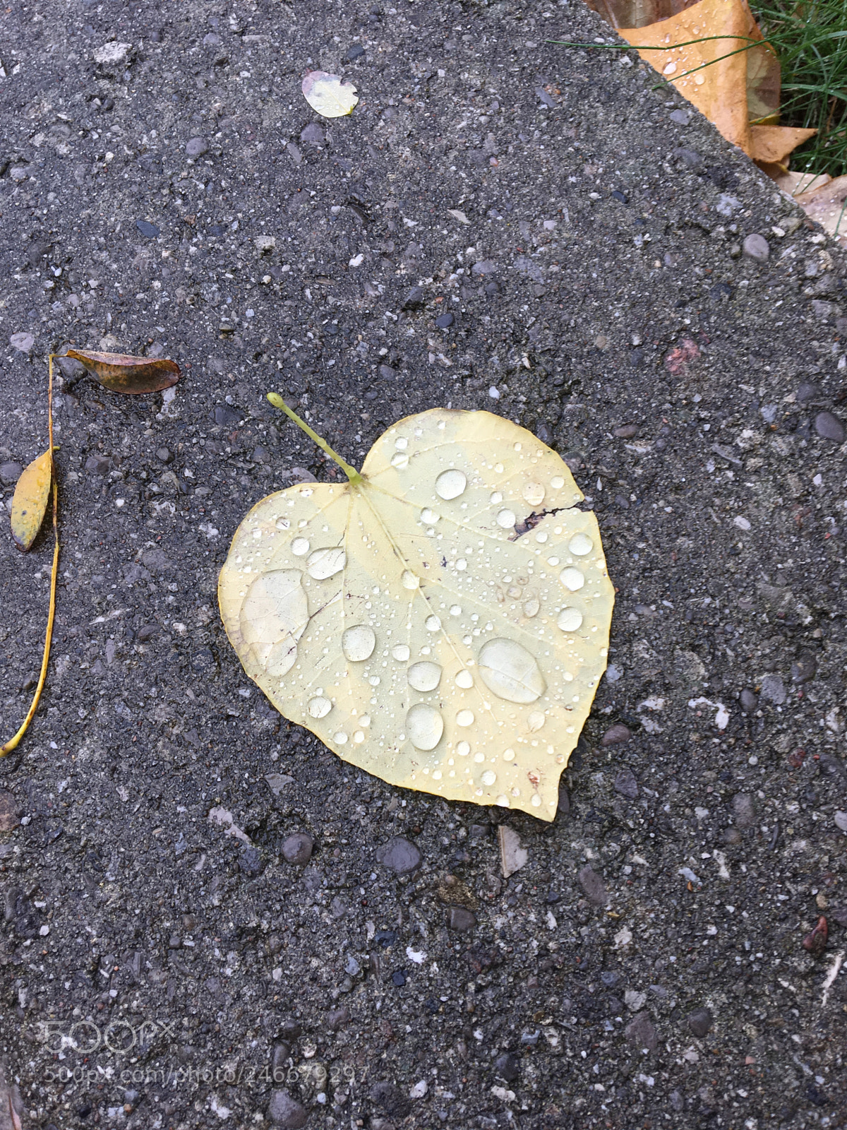 Apple iPhone 6s sample photo. Leaf of love in photography