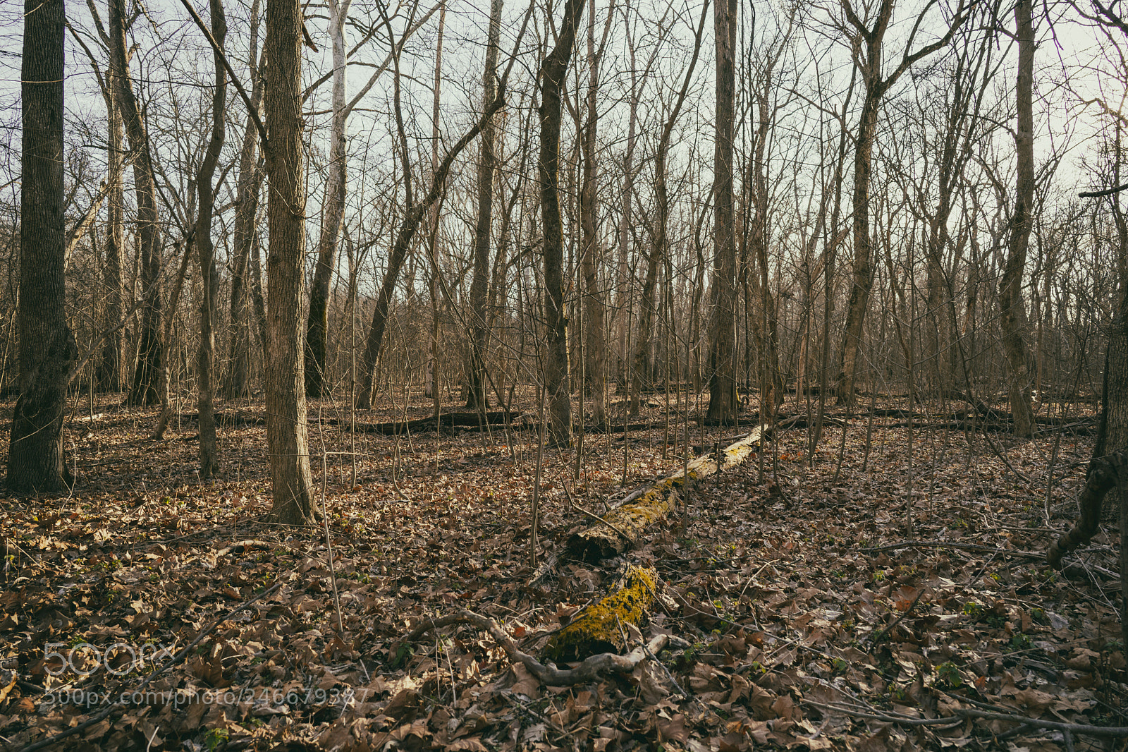Sony a9 sample photo. Woods moss sun photography