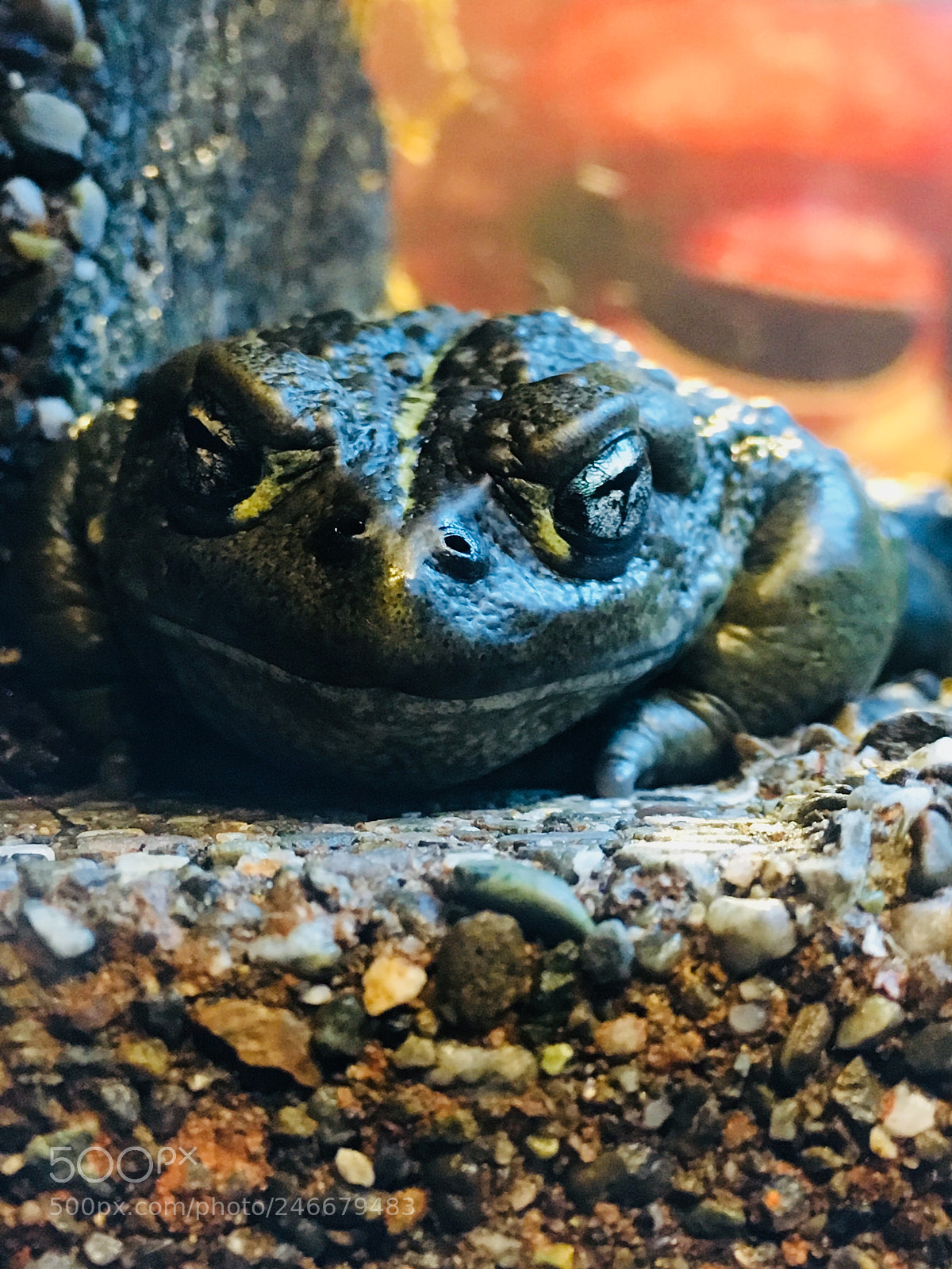 Apple iPhone SE sample photo. Frogs photography