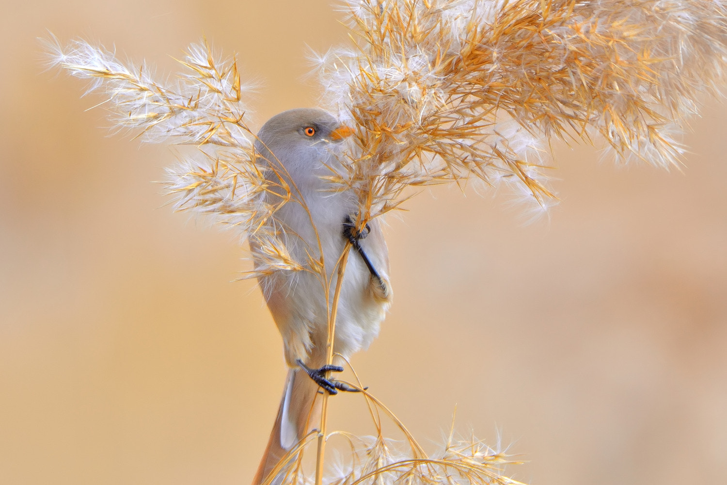 Nikon D7100 sample photo. Panurus biarmicus photography