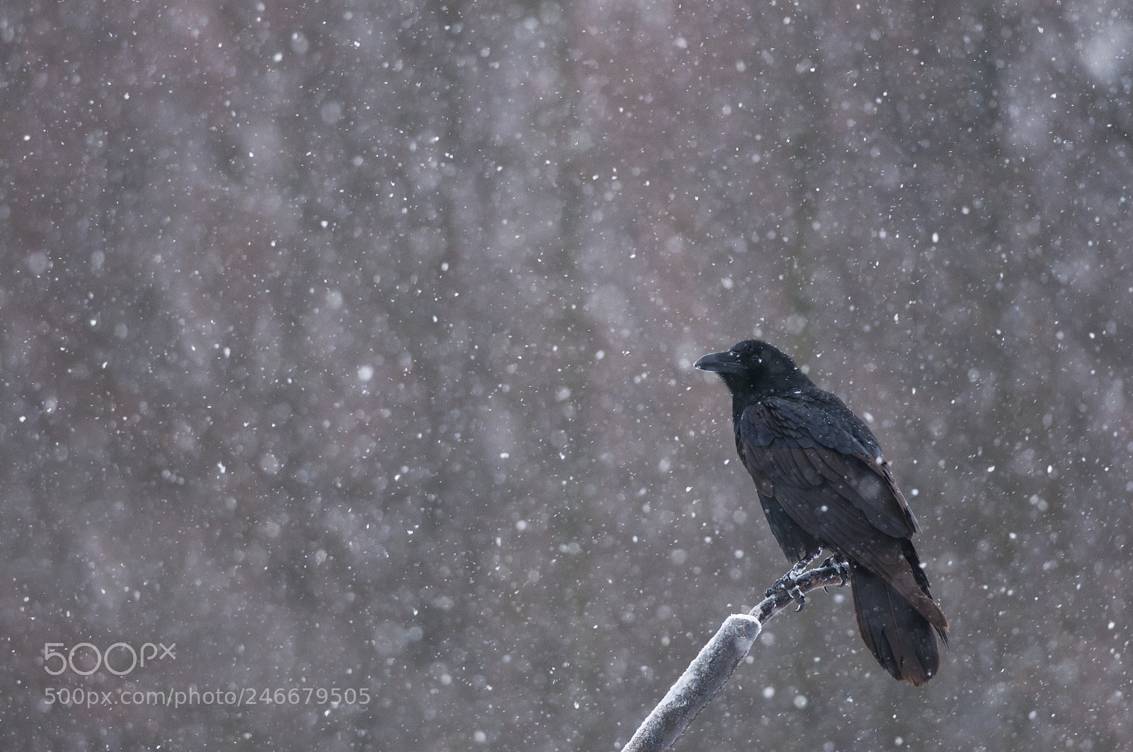 Nikon D300 sample photo. Snowfall photography