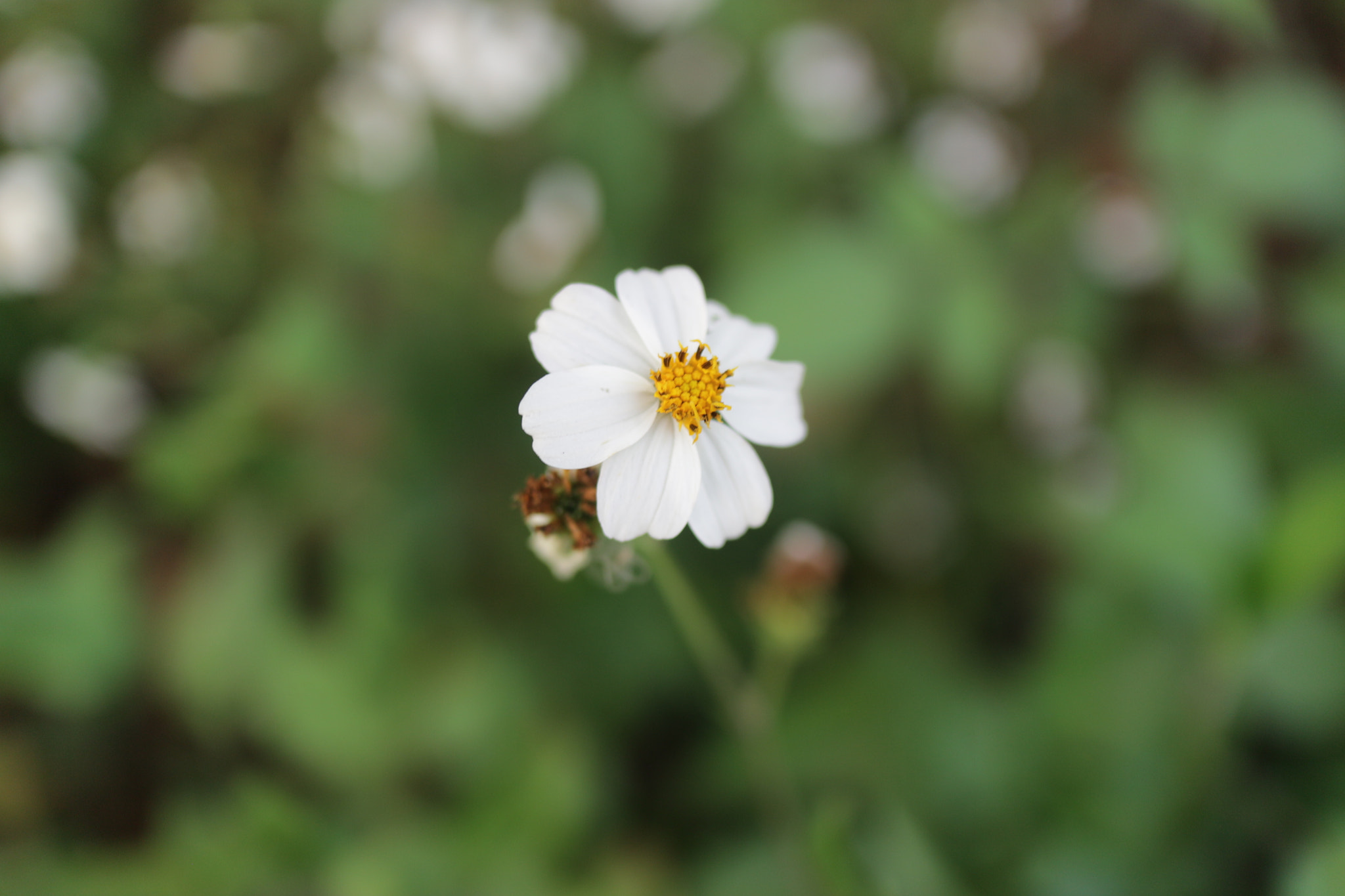 Canon EOS M10 + Canon EF-M 22mm F2 STM sample photo. Little flower photography