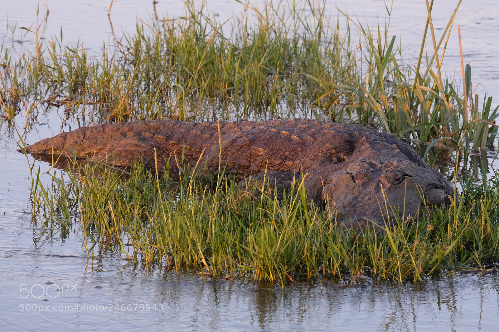 Fujifilm X-Pro2 sample photo. Morning croc photography