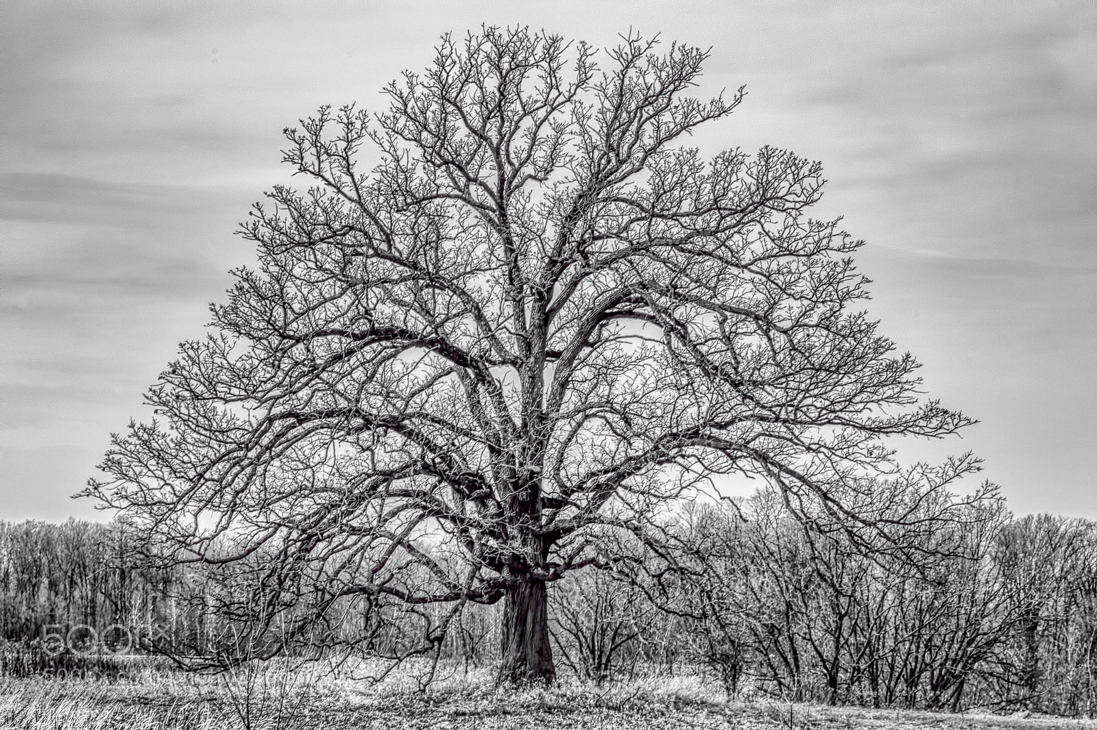 Nikon D7100 sample photo. Gnarly old tree photography