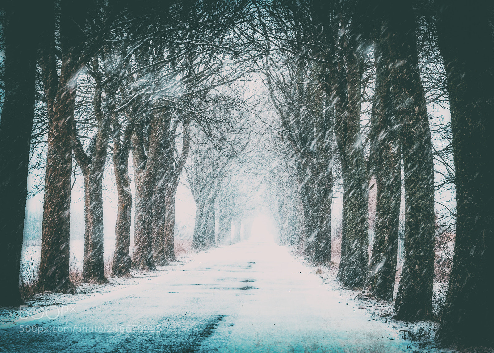 Nikon D300S sample photo. First snow on the photography