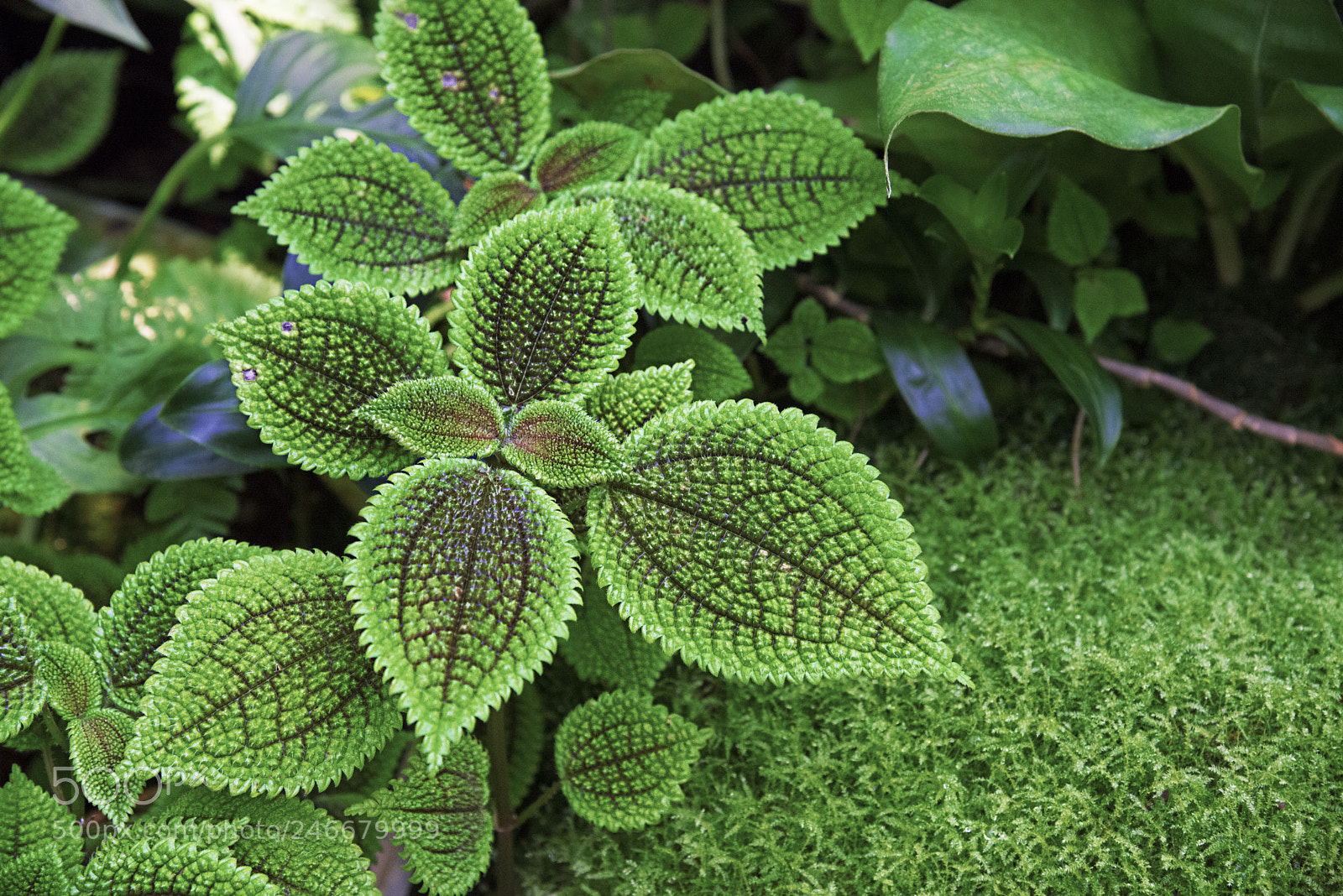 Nikon D800 sample photo. Green photography