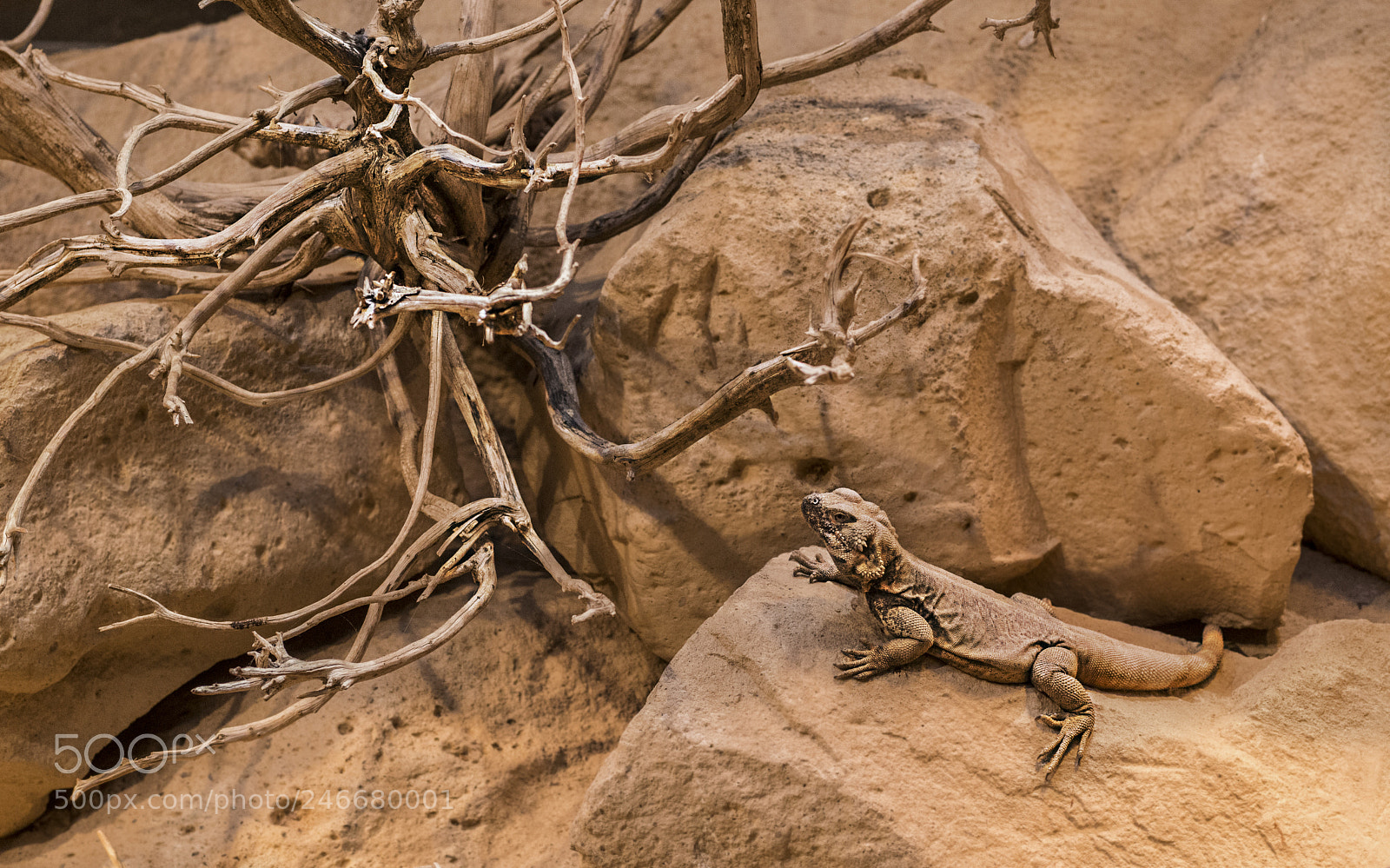 Nikon D800 sample photo. Lizard photography