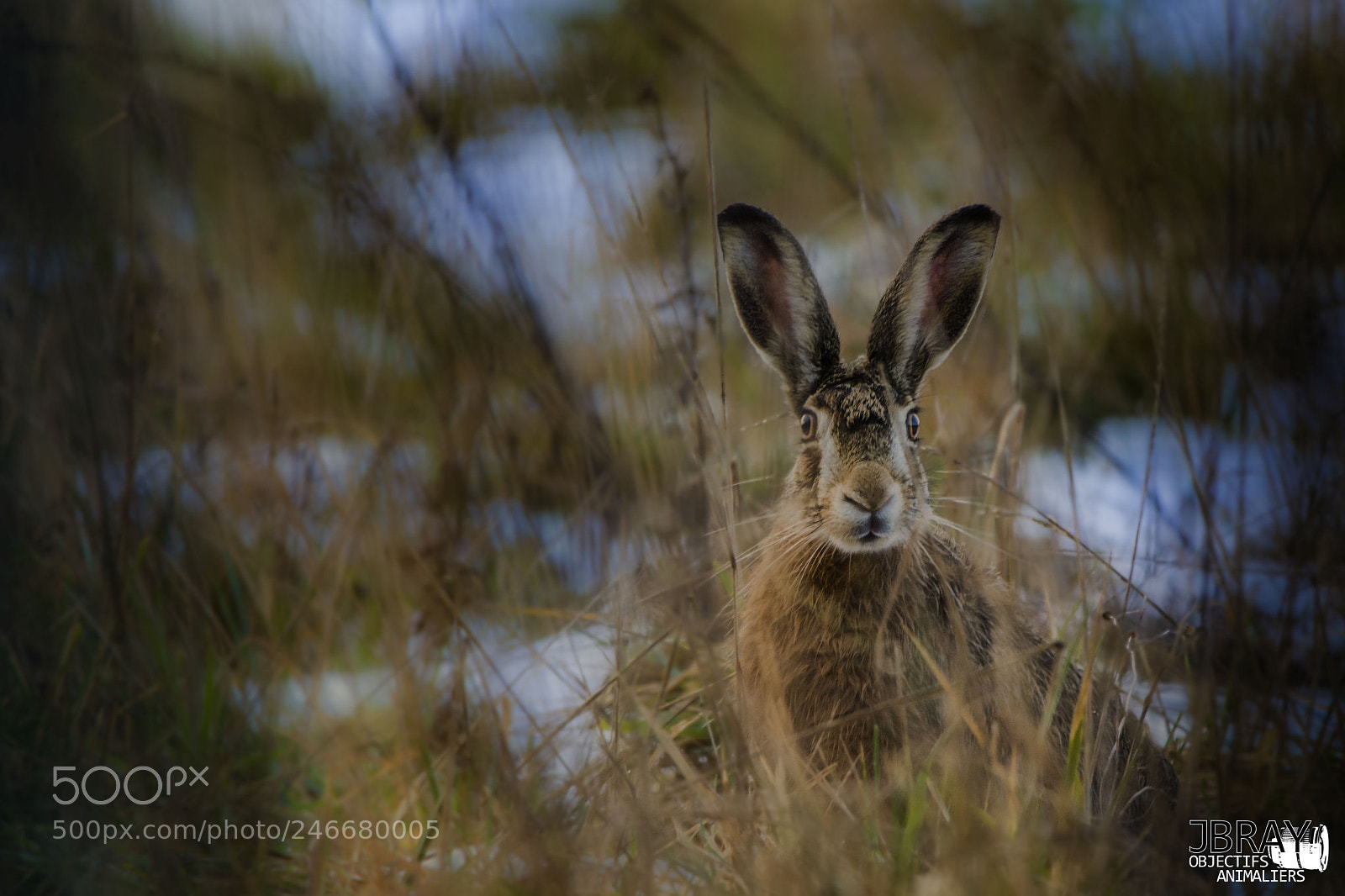 Nikon D7200 sample photo. Hare photography