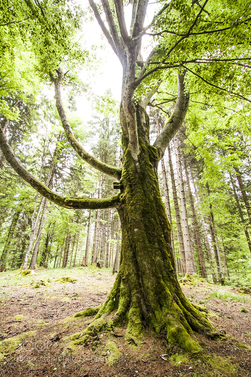 Canon EOS 50D sample photo. Old tree standing in photography