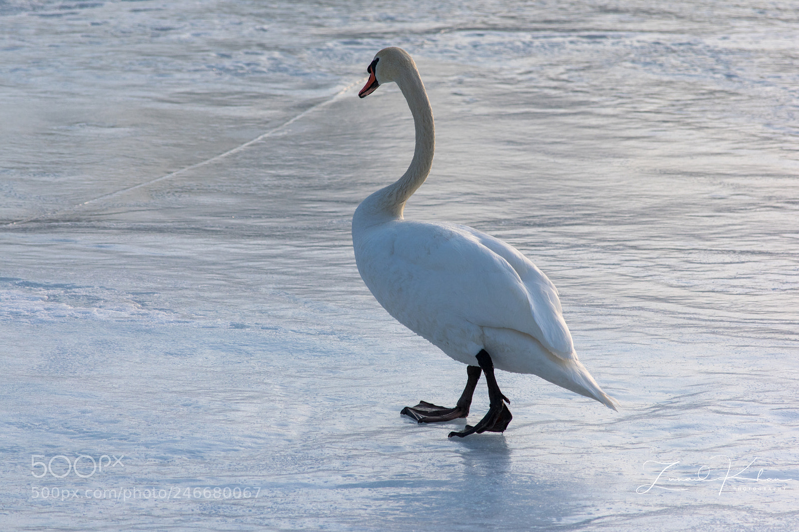 Nikon D3400 sample photo. Swan walking on ice photography