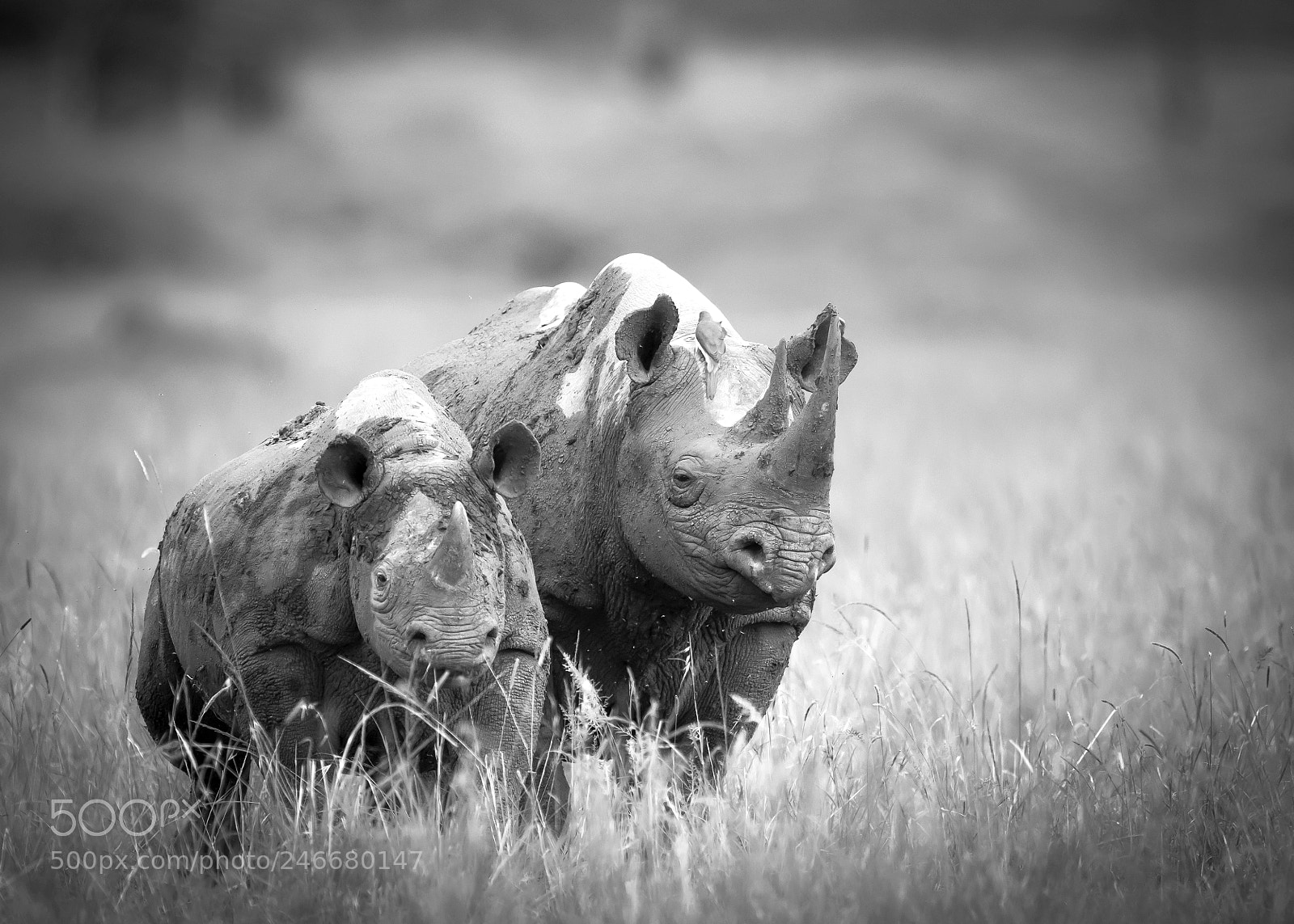Nikon D850 sample photo. Black rhinos photography