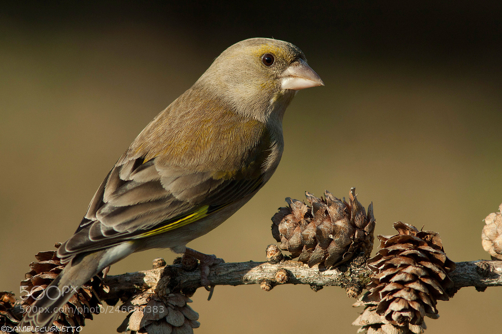 Canon EOS 50D sample photo. Chloris chloris - european photography