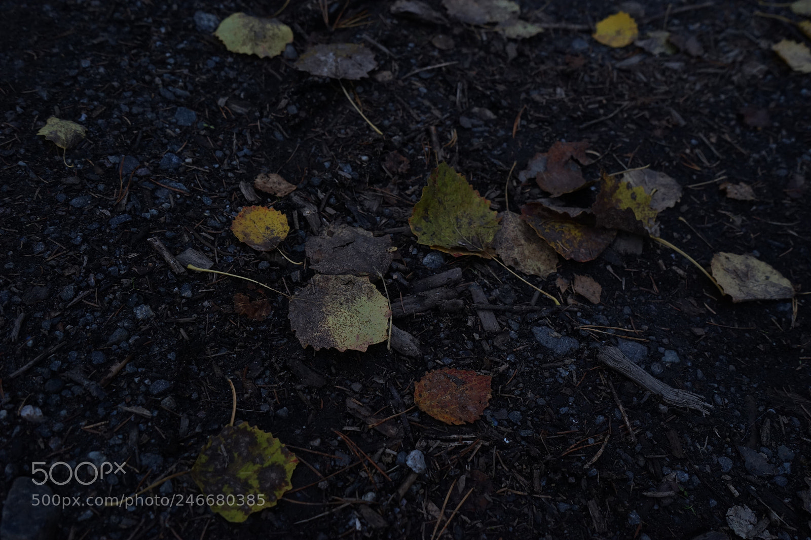 Sony a7 sample photo. Dsc photography