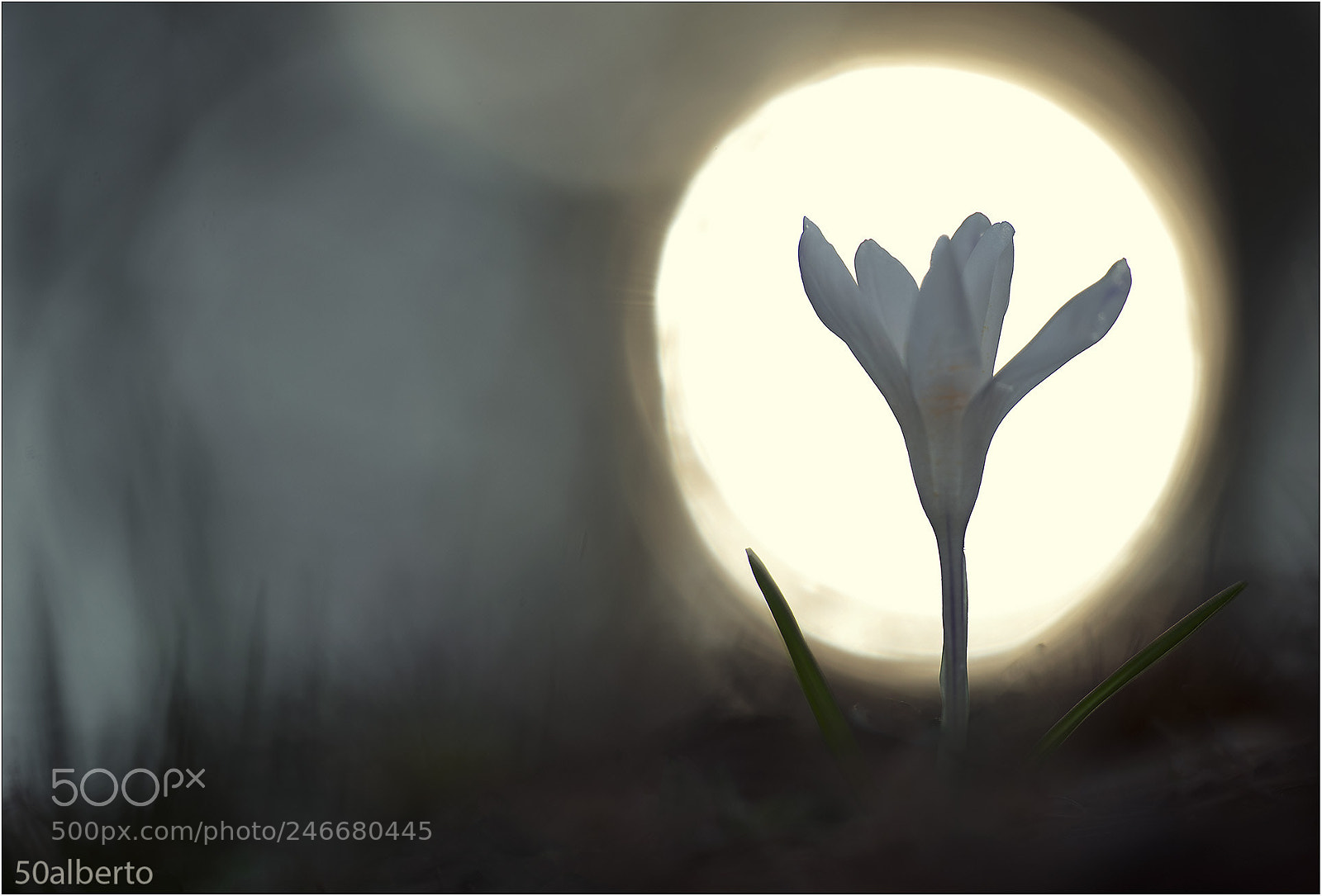 Nikon D610 sample photo. Crocus white photography