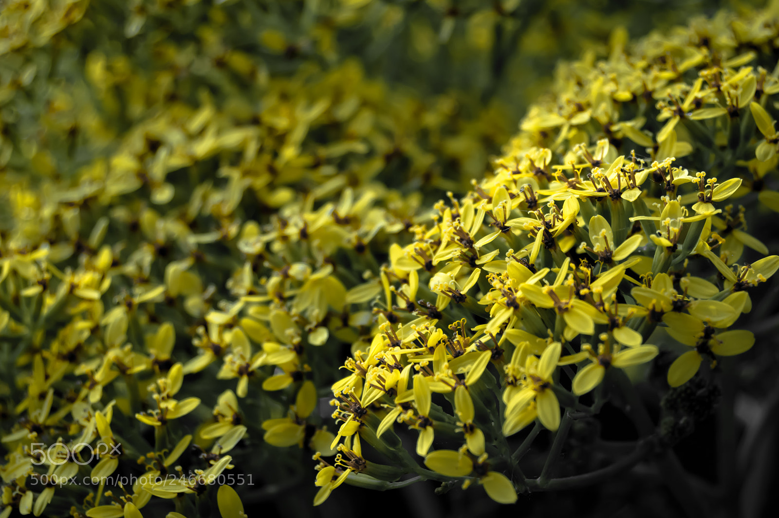 Nikon D3200 sample photo. Filled with flowers! photography