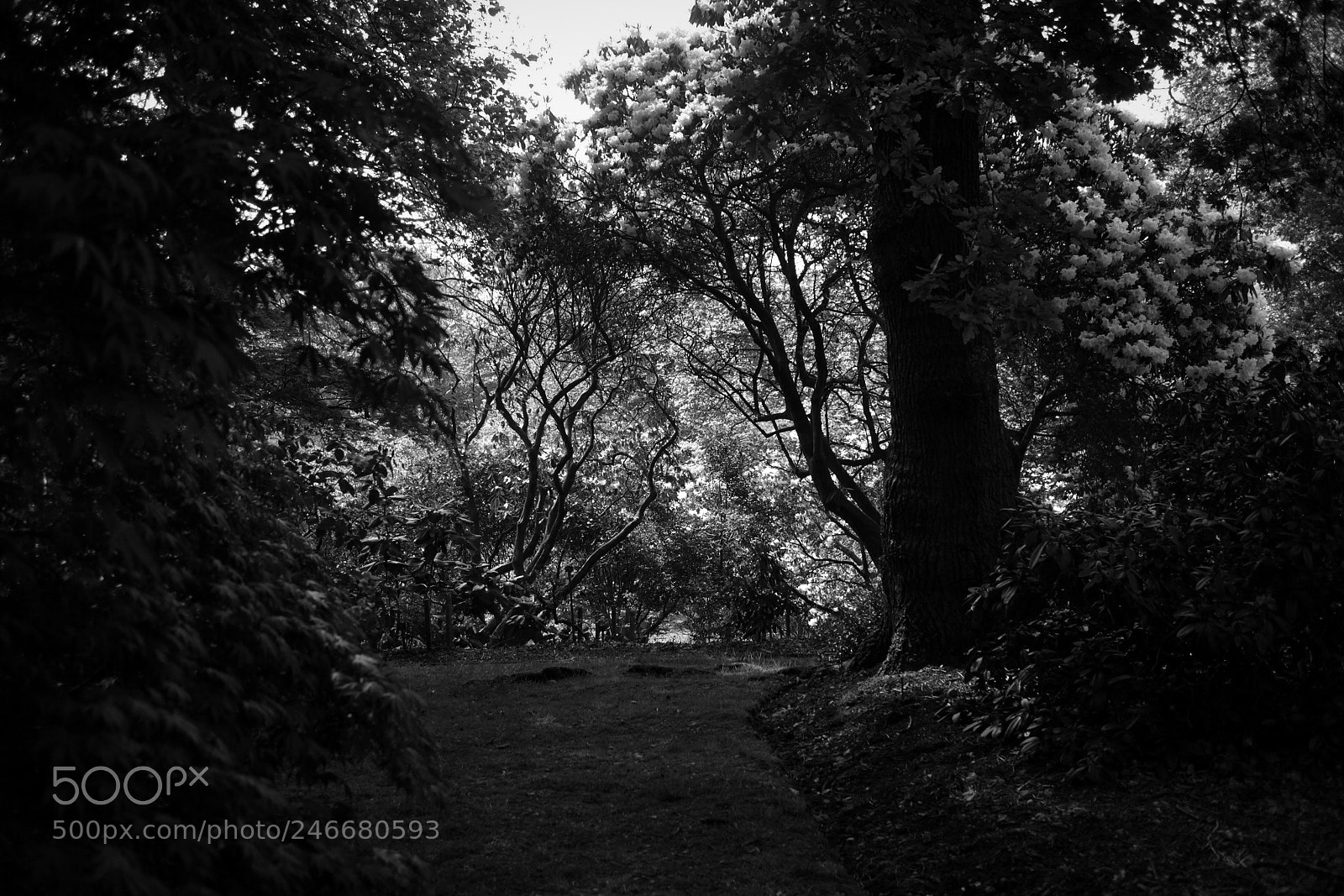 Canon EOS M sample photo. Bushes and trees photography
