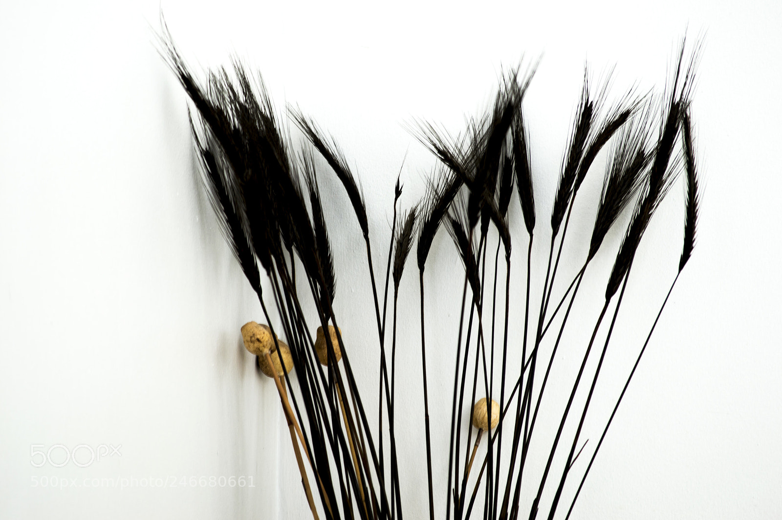 Nikon D3200 sample photo. Black wheat stalks photography