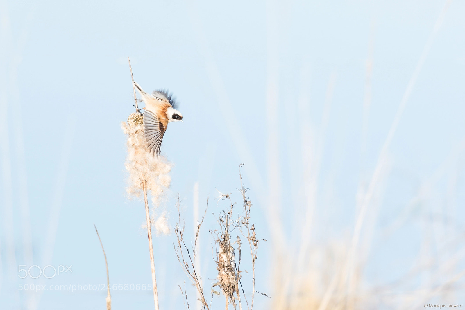 Nikon D600 sample photo. Penduline tit spreading wings photography