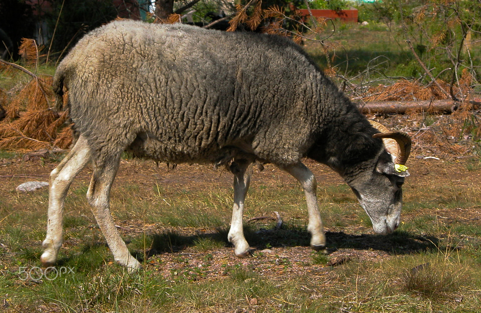 Nikon E5700 sample photo. A sheep that is grazing. photography