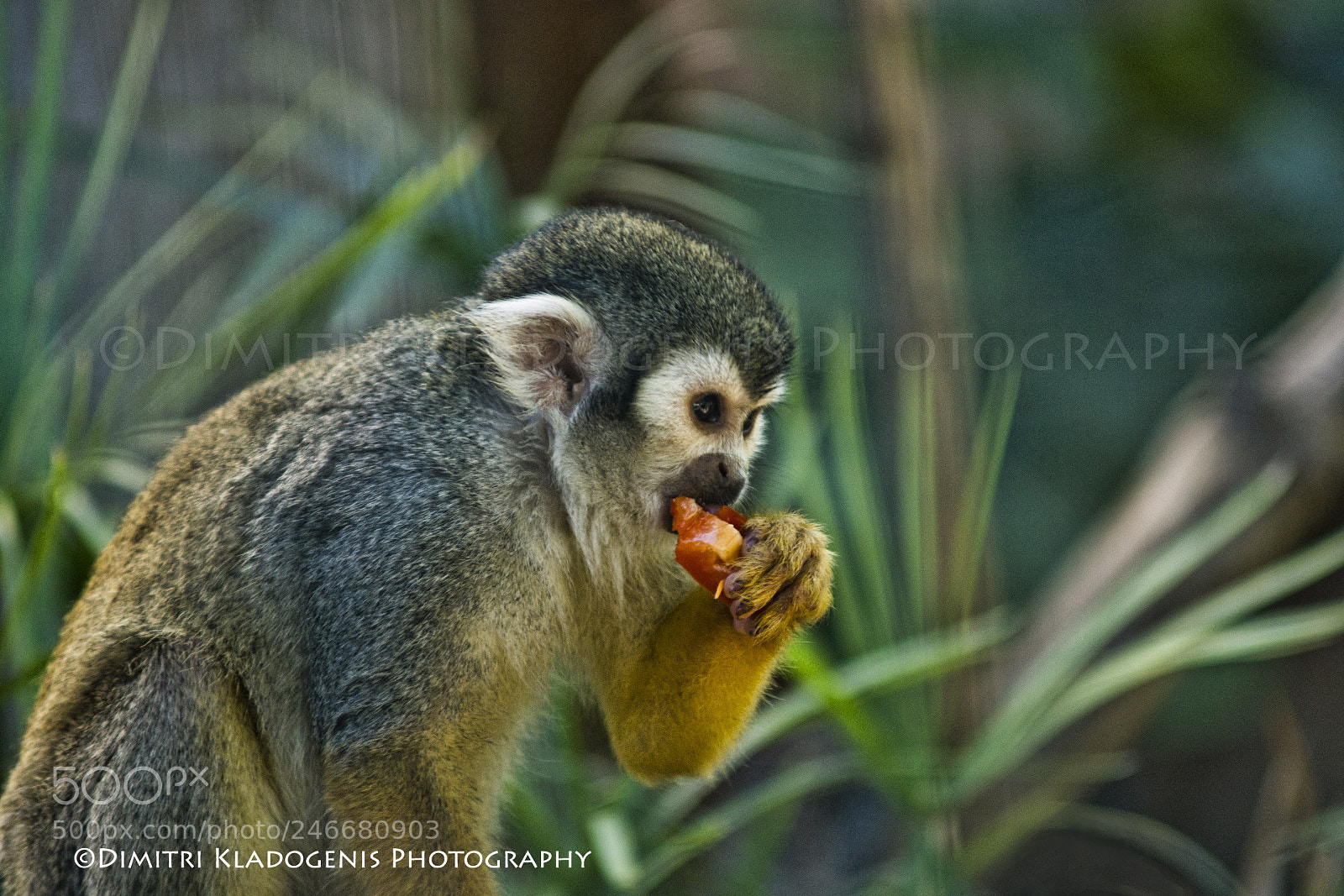 Sony SLT-A65 (SLT-A65V) sample photo. Monkey!! photography