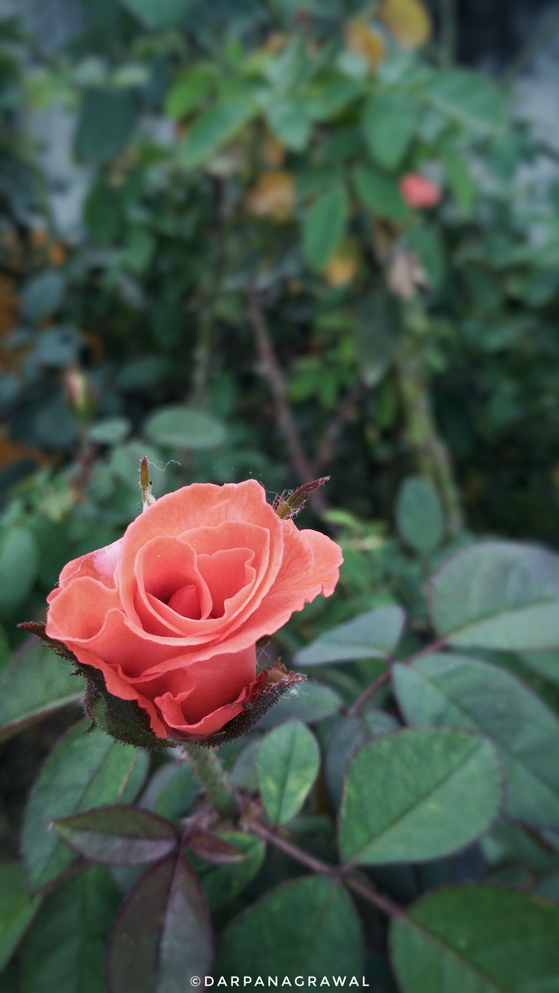 OPPO R7 Lite sample photo. Rose photography