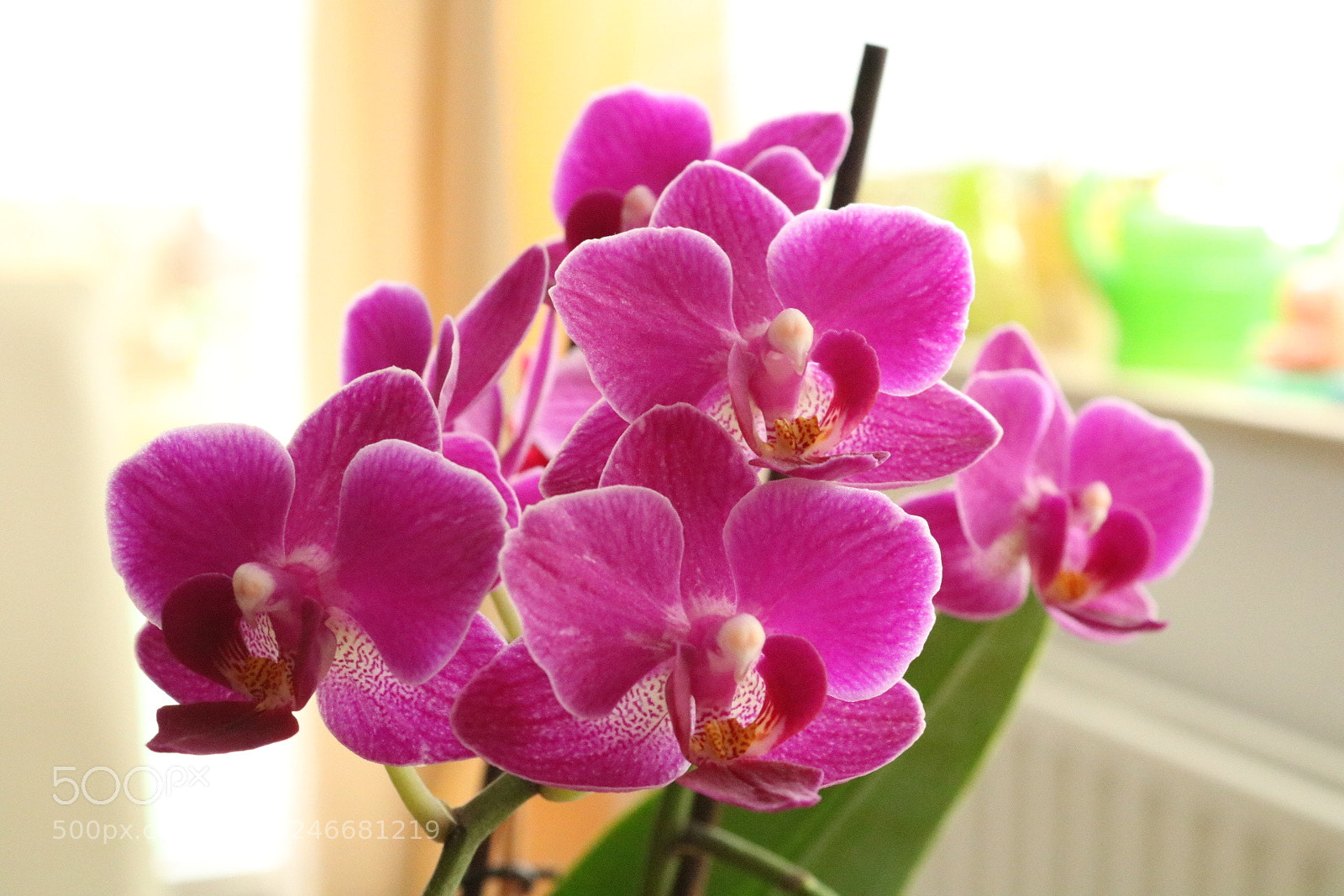 Canon EOS 750D (EOS Rebel T6i / EOS Kiss X8i) sample photo. Untitled photography