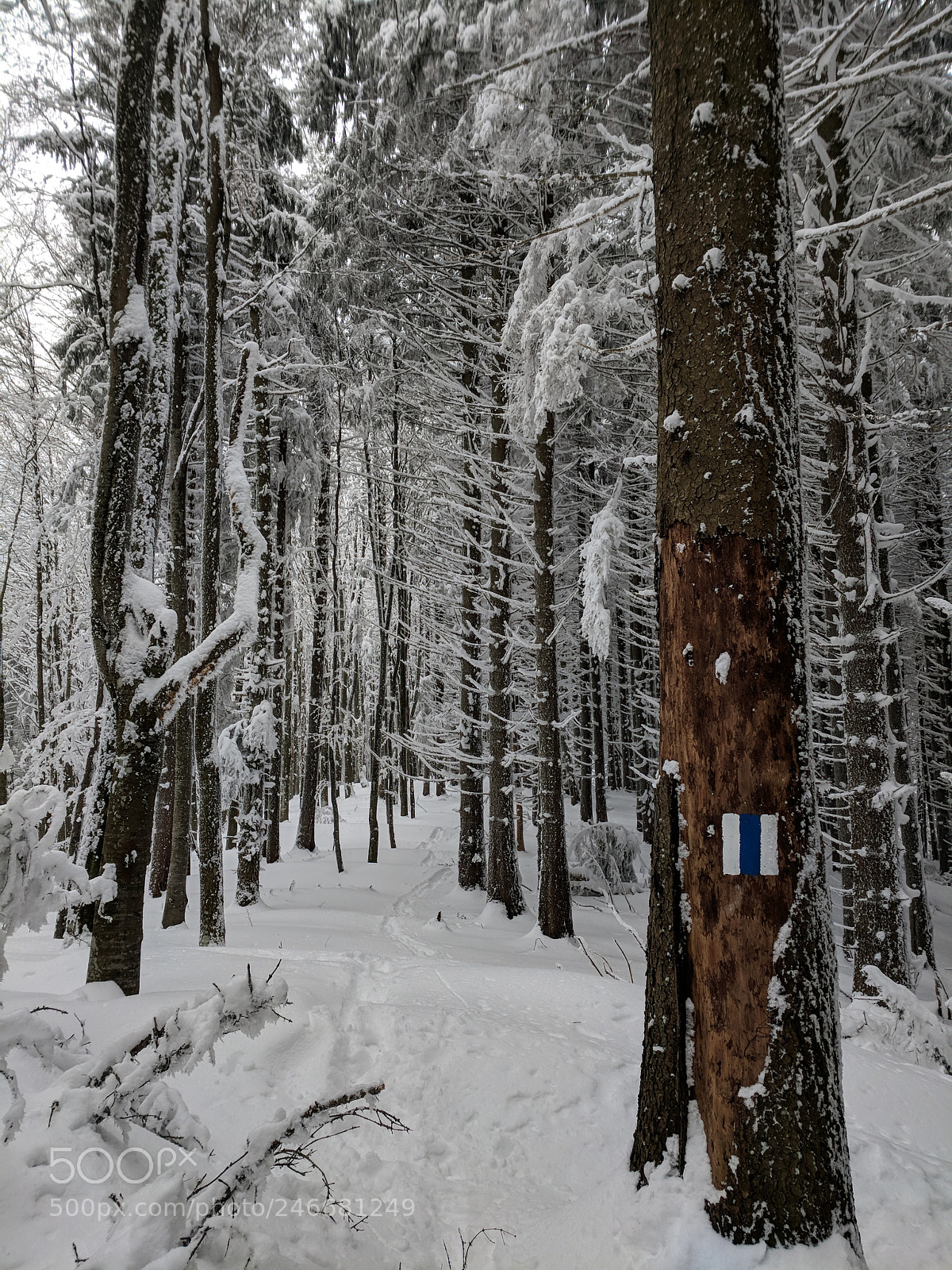 Google Pixel sample photo. Play/pause winter photography