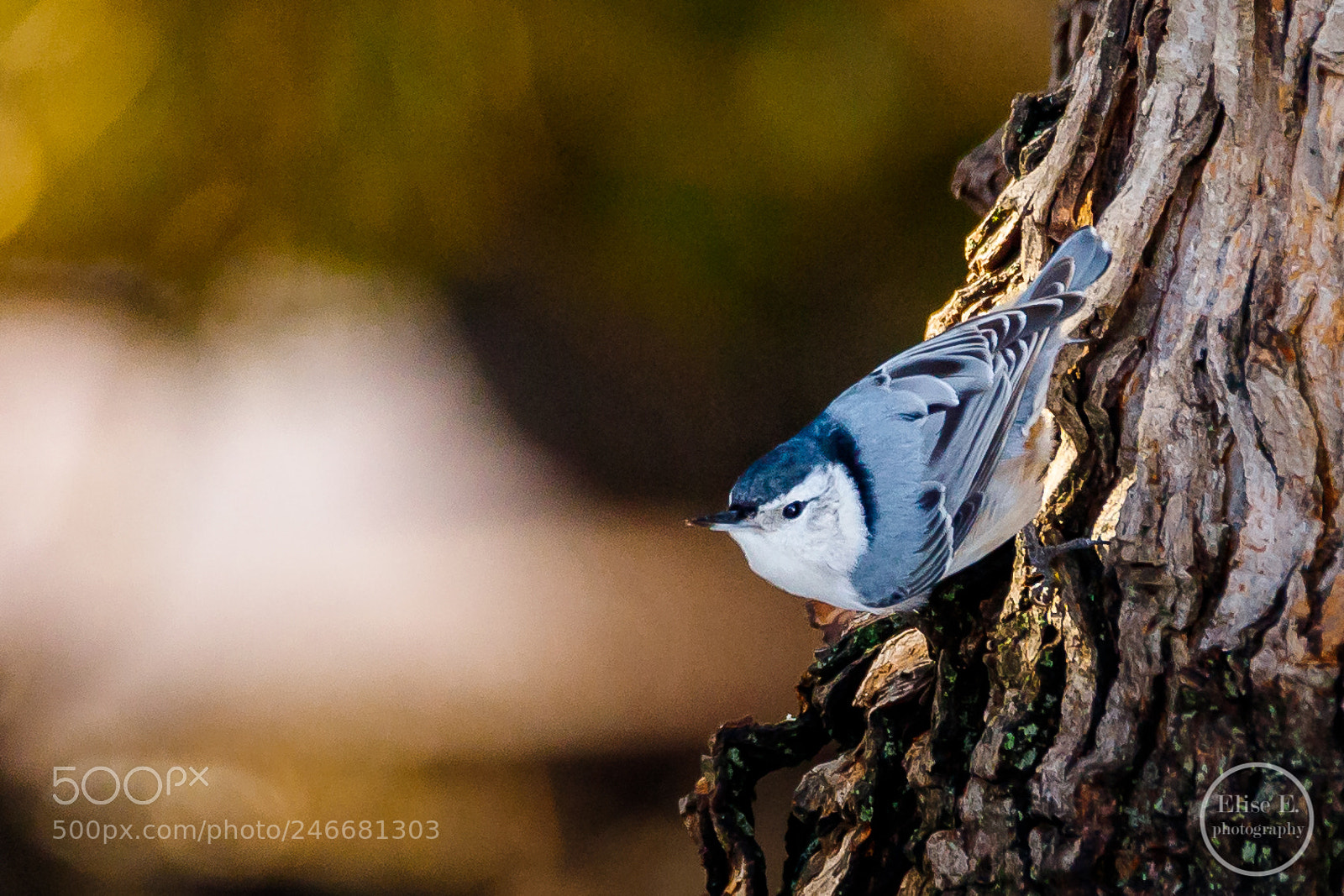 Canon EOS 6D Mark II sample photo. White-breasted nuthatch photography