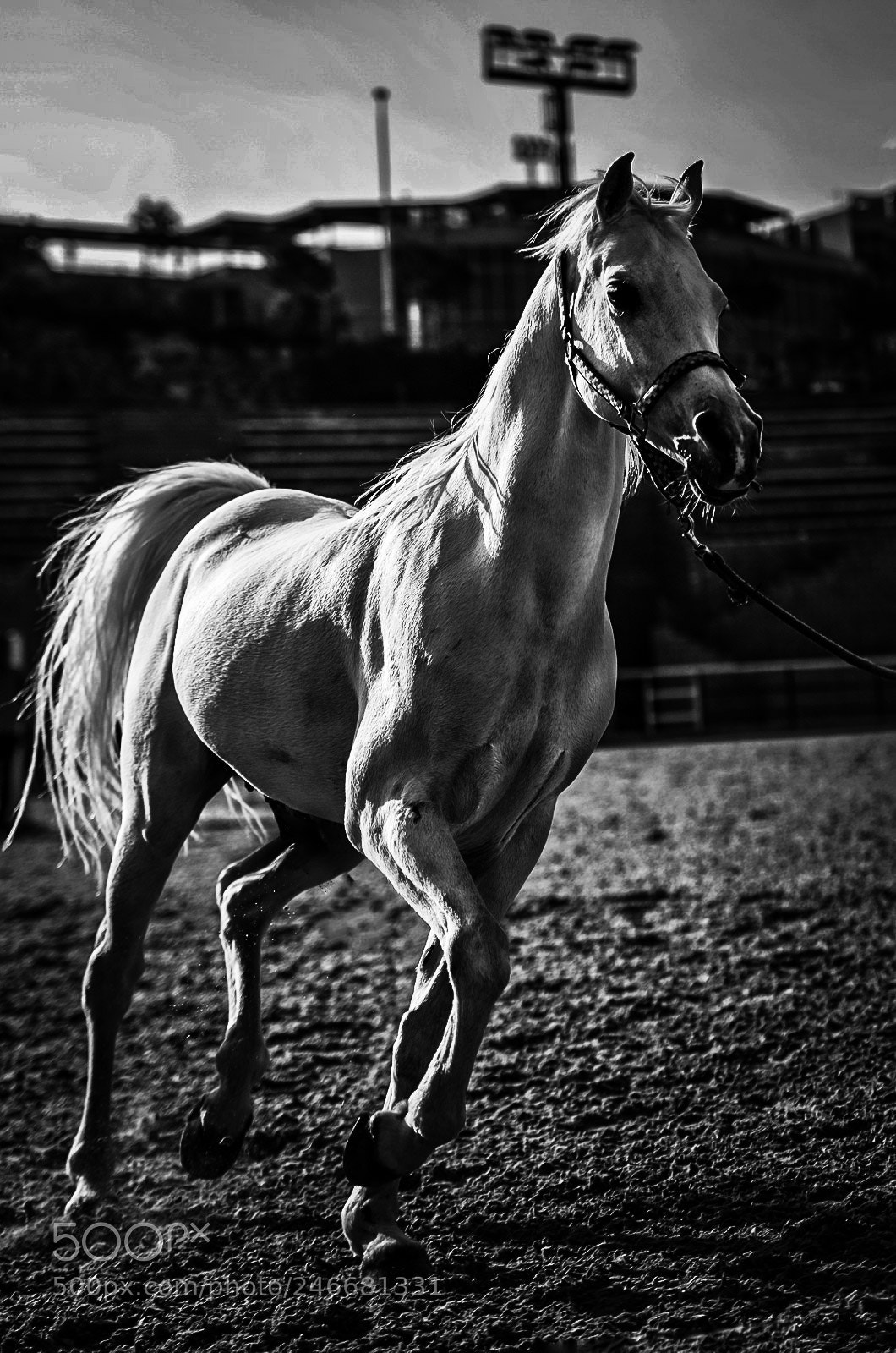 Nikon D610 sample photo. Horse power.. photography