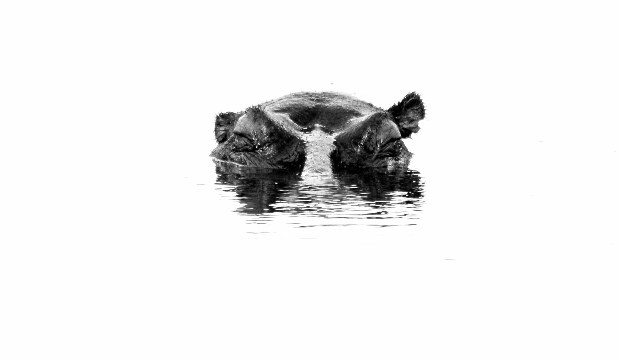 Sigma 150-500mm F5-6.3 DG OS HSM sample photo. Snoozing hippopotamus photography
