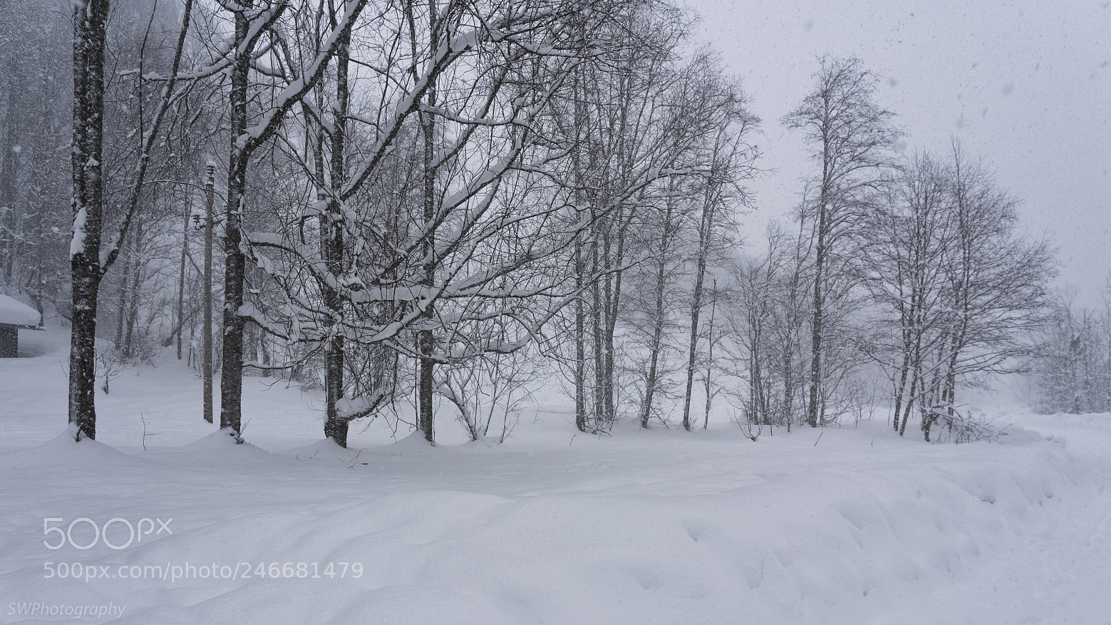 Sony a7R III sample photo. Snowfall photography