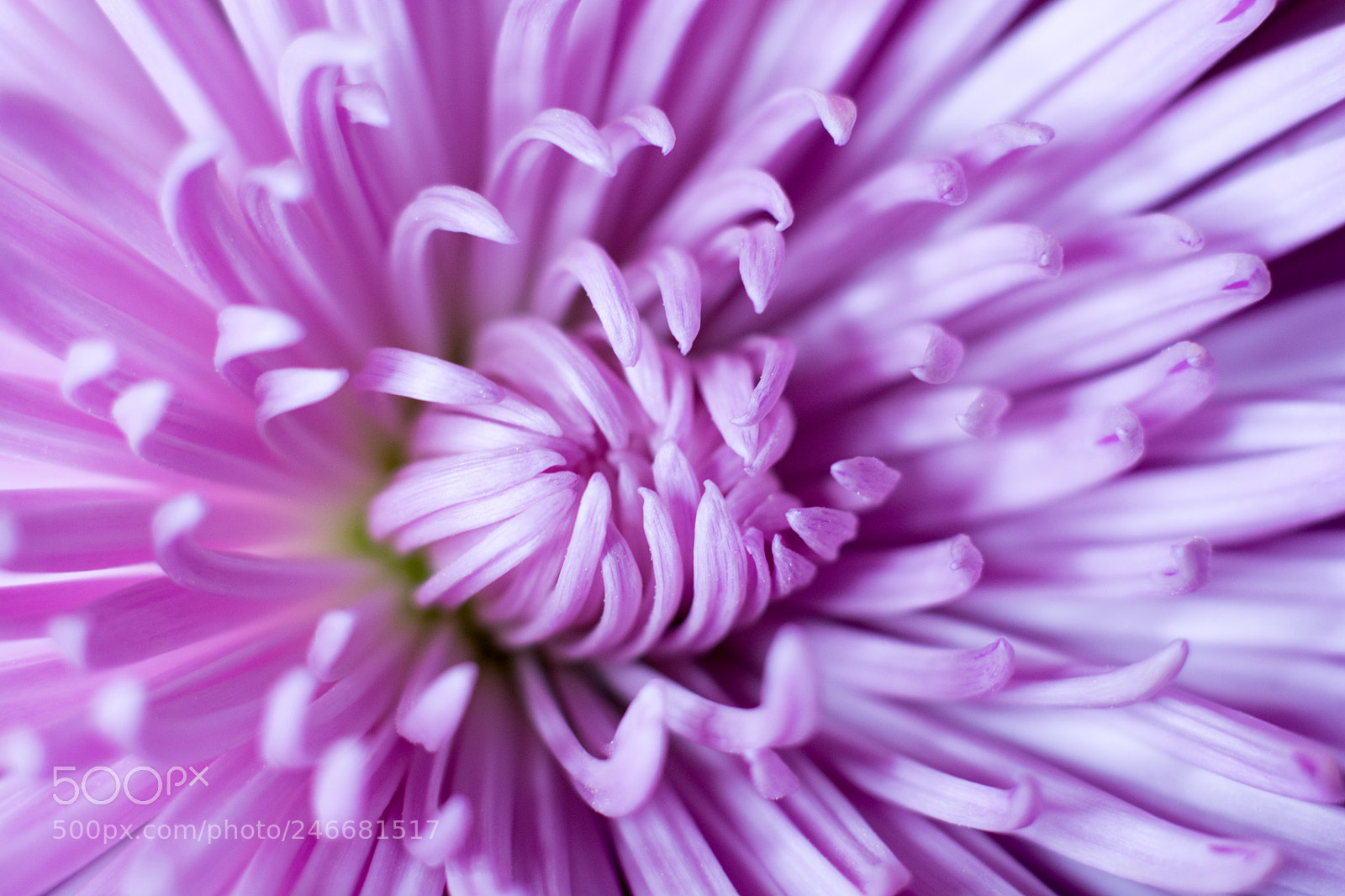 Nikon D7100 sample photo. Purple claws photography