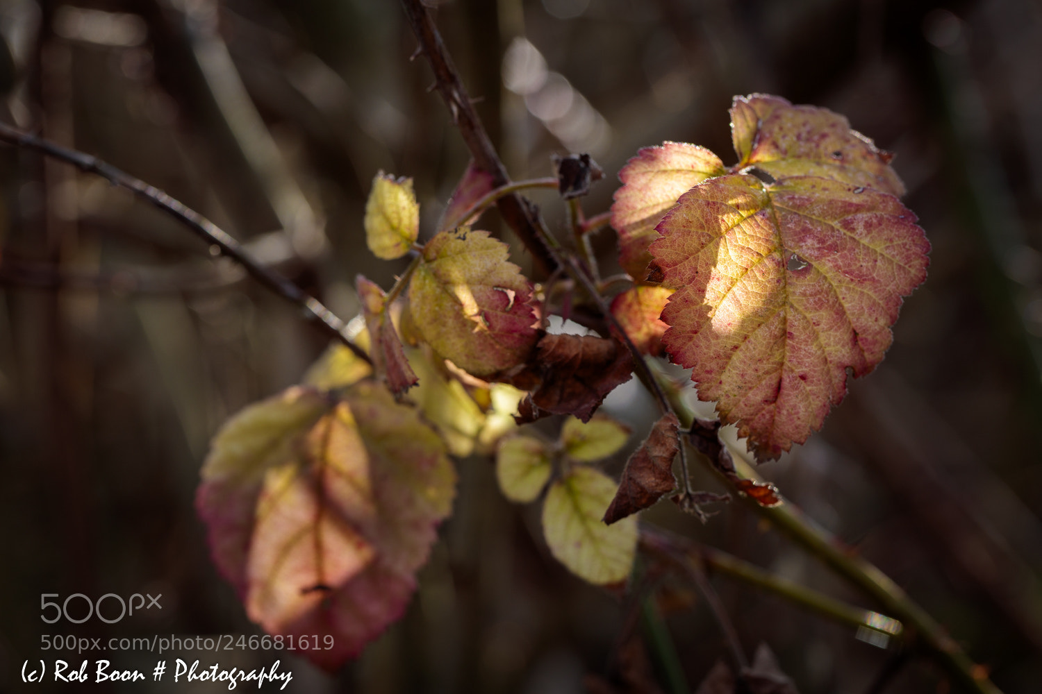 Canon EOS 5DS sample photo. Autumn colours 2 photography