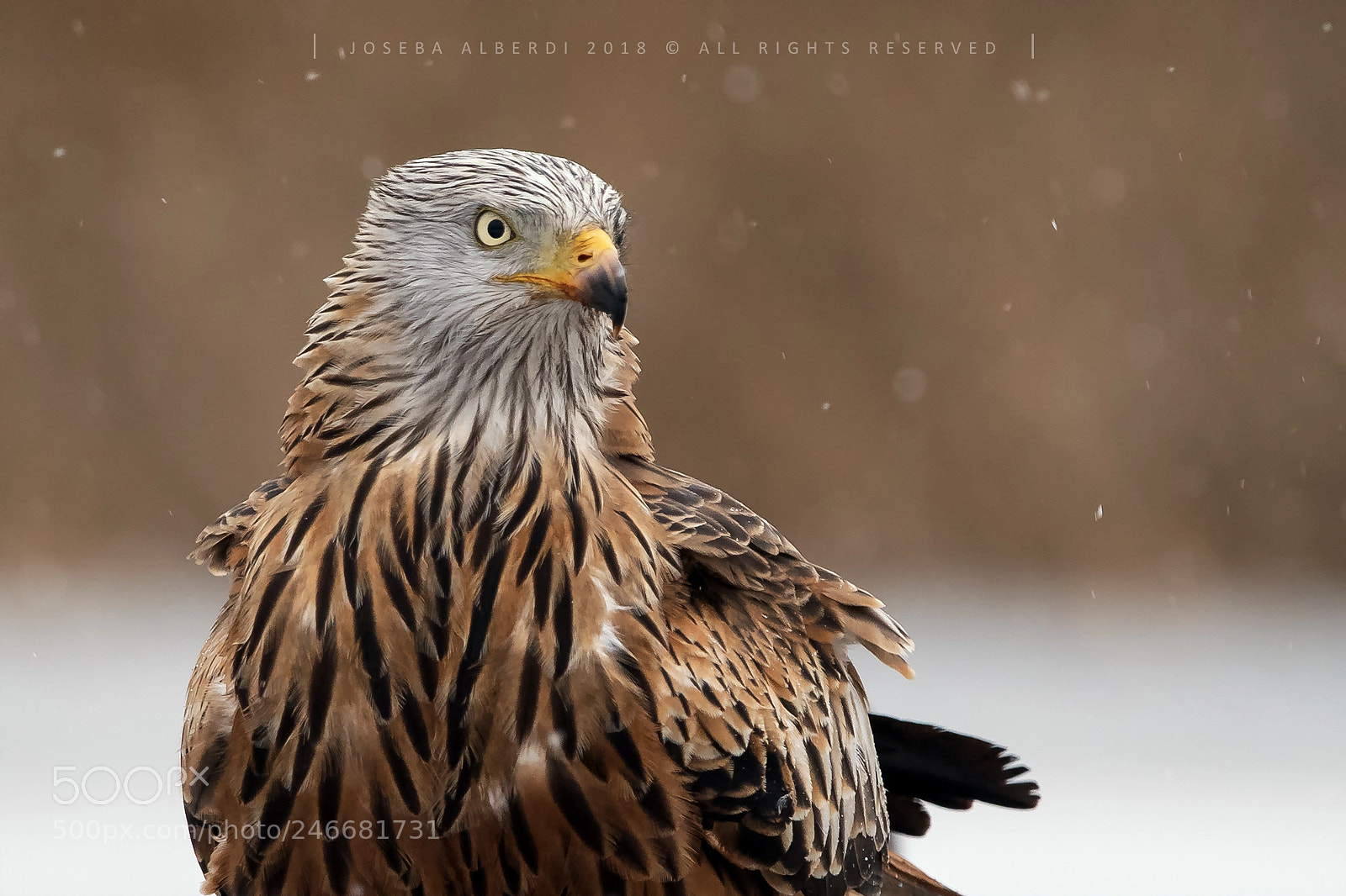 Nikon D5500 sample photo. Red kite photography
