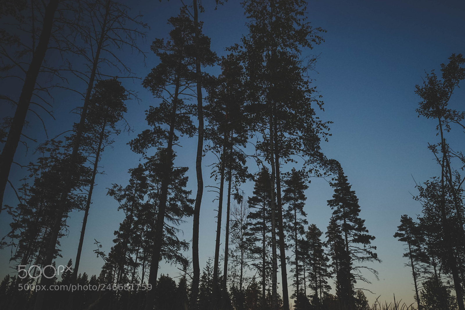 Sony a7 sample photo. Dsc photography