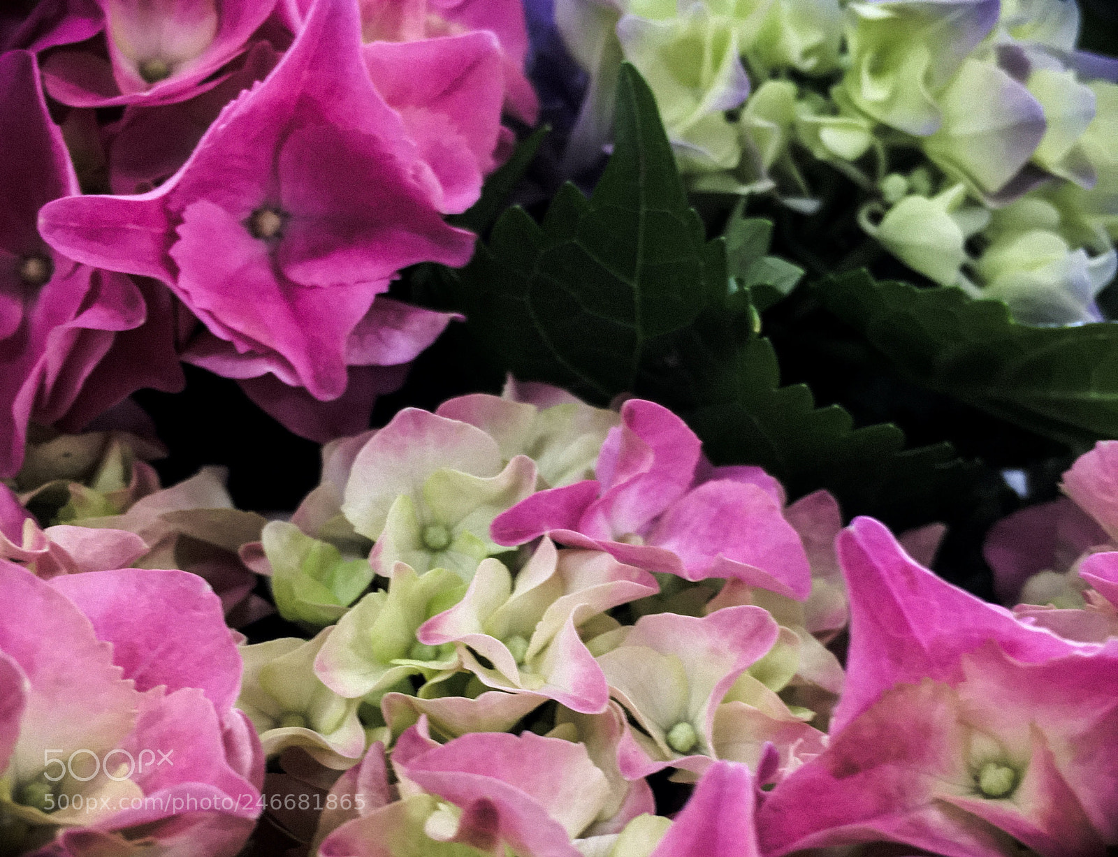 Apple iPhone 6s sample photo. Hydrangeas photography