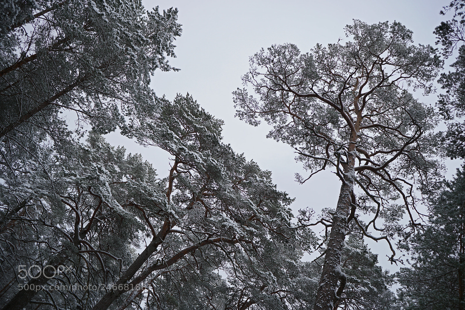 Sony a6500 sample photo. Winter landscape - pine photography