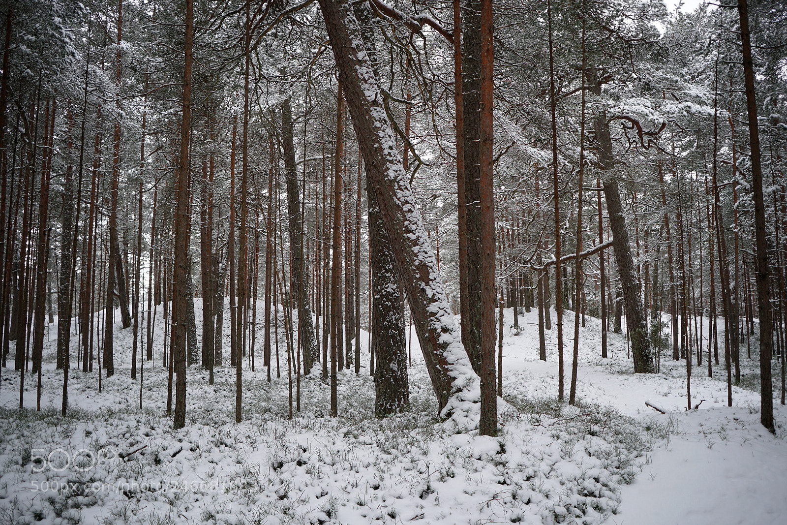 Sony a6500 sample photo. Winter landscape - pine photography