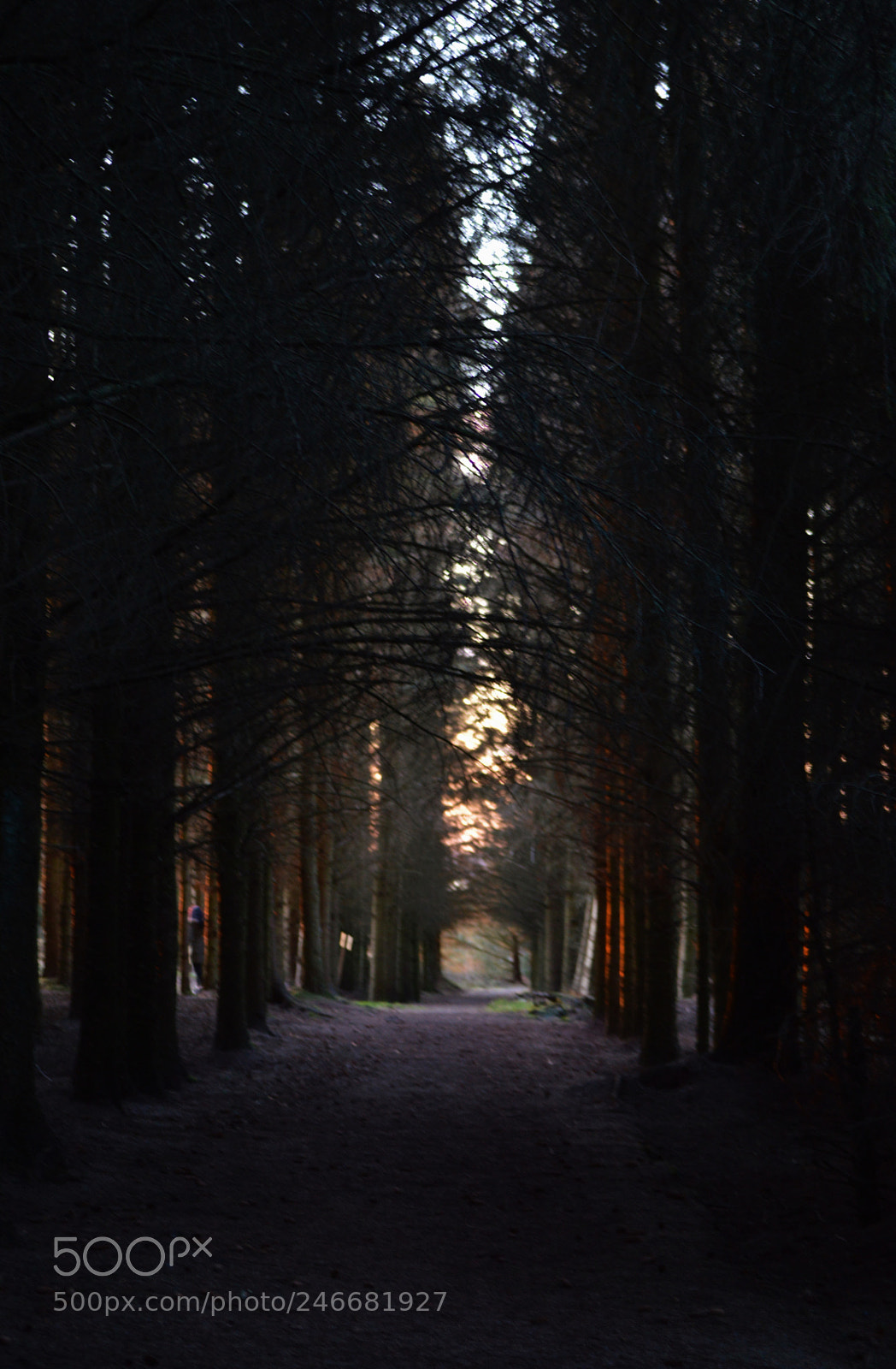 Nikon D3200 sample photo. Dark woods photography
