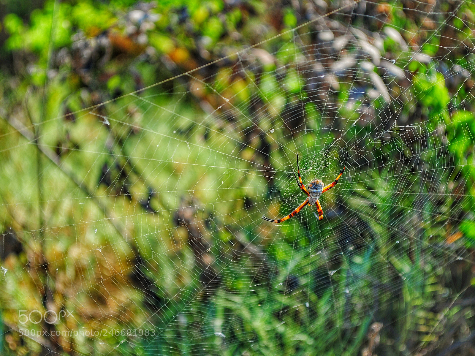 Nikon D3000 sample photo. Argiope argentata photography