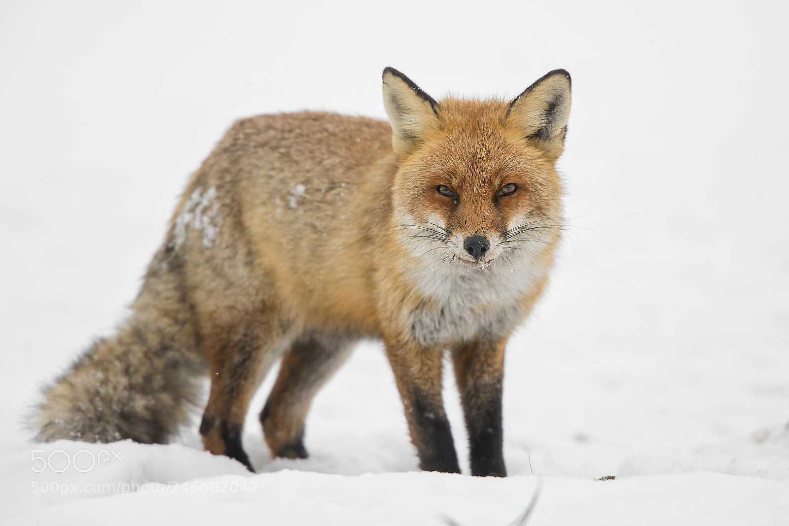 Canon EOS 5DS R sample photo. Red fox photography