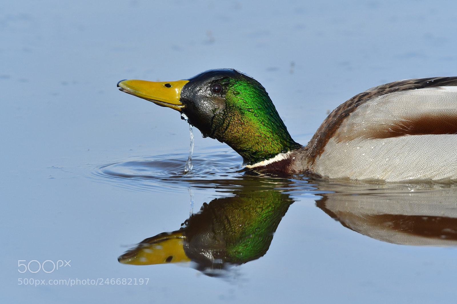 Nikon D500 + Nikon AF-S Nikkor 500mm F4G ED VR sample photo. Wilde eend photography