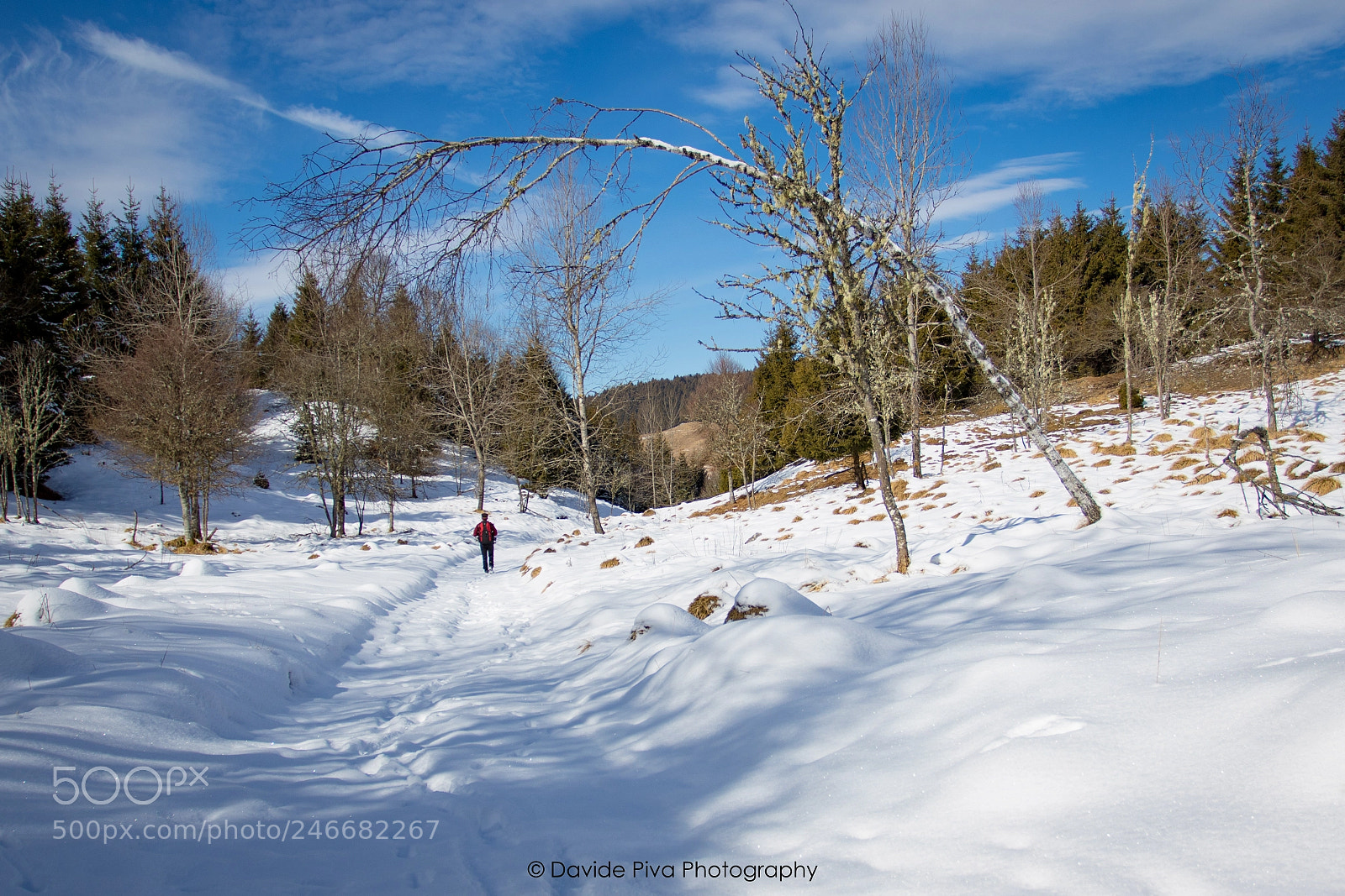 Canon EOS 7D Mark II sample photo. Cansiglio forest photography