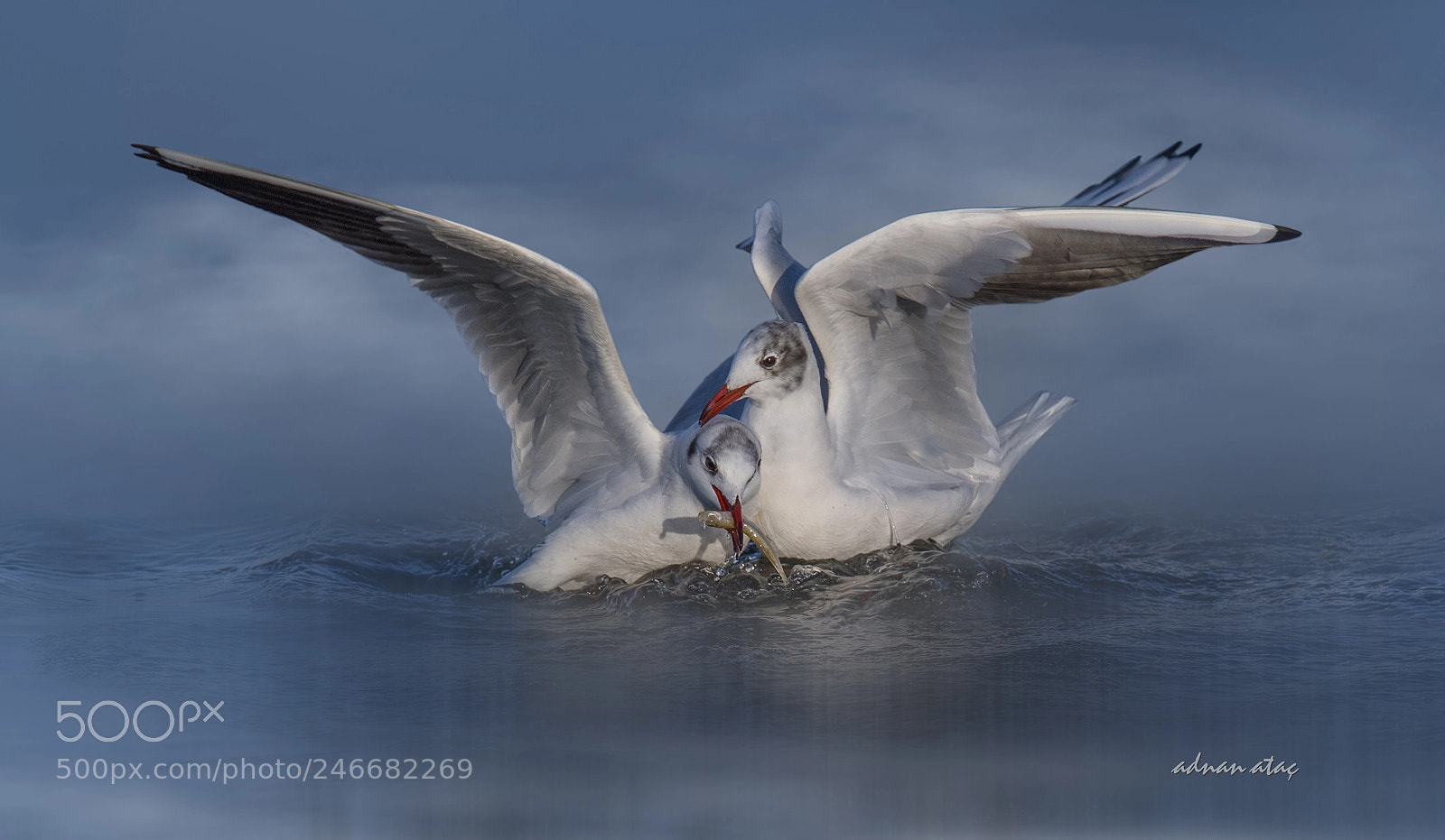 Nikon D5 sample photo. Karaba mart - black-headed photography