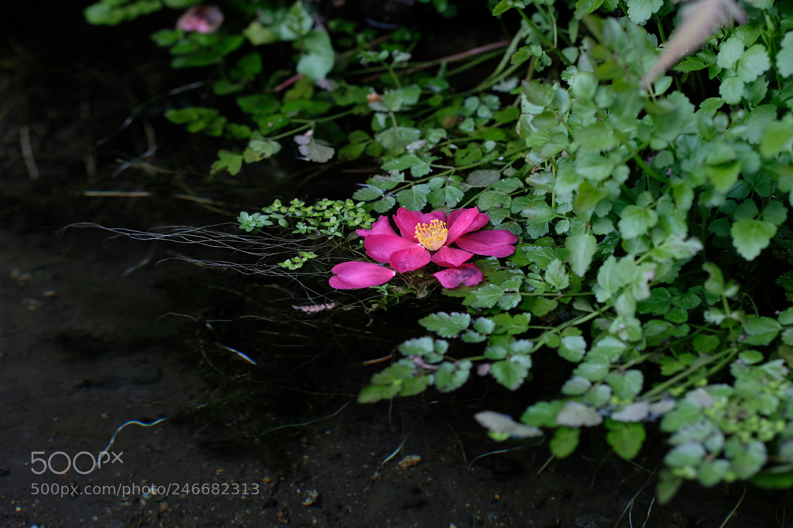 Fujifilm X-T2 sample photo. Untitled photography