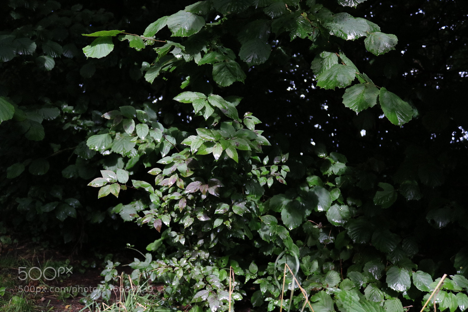 Canon EOS 750D (EOS Rebel T6i / EOS Kiss X8i) sample photo. Untitled photography