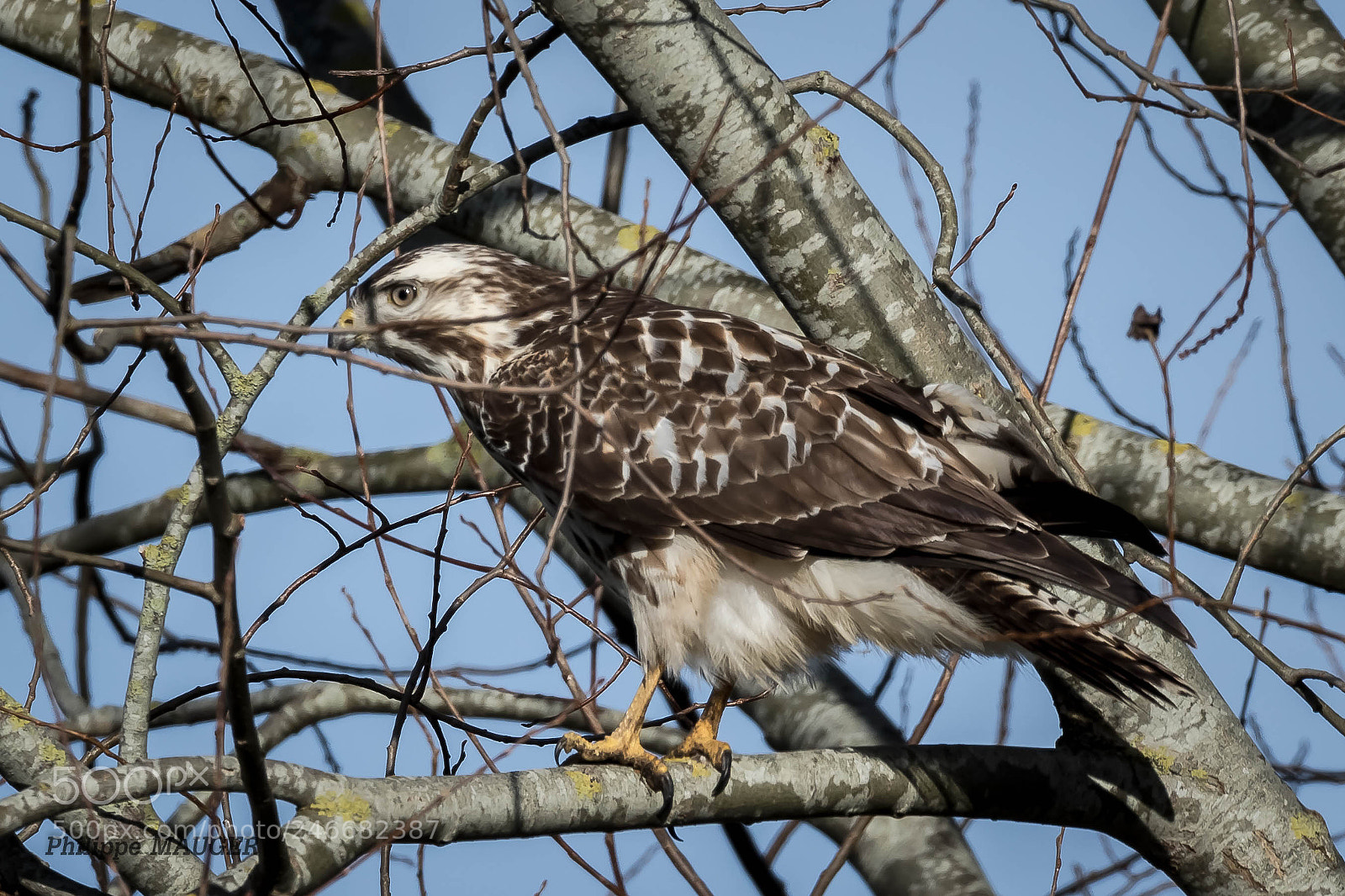 Canon EOS 7D Mark II sample photo. Buse variable photography