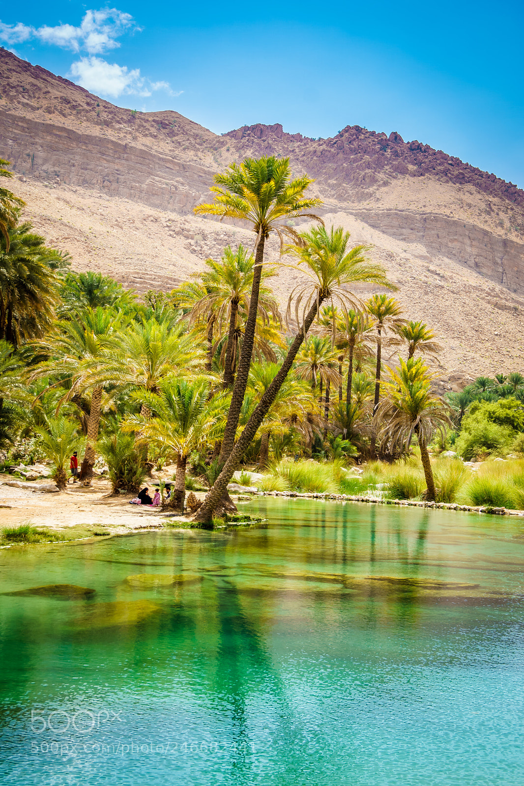 Sony ILCA-77M2 sample photo. A palm tree in photography