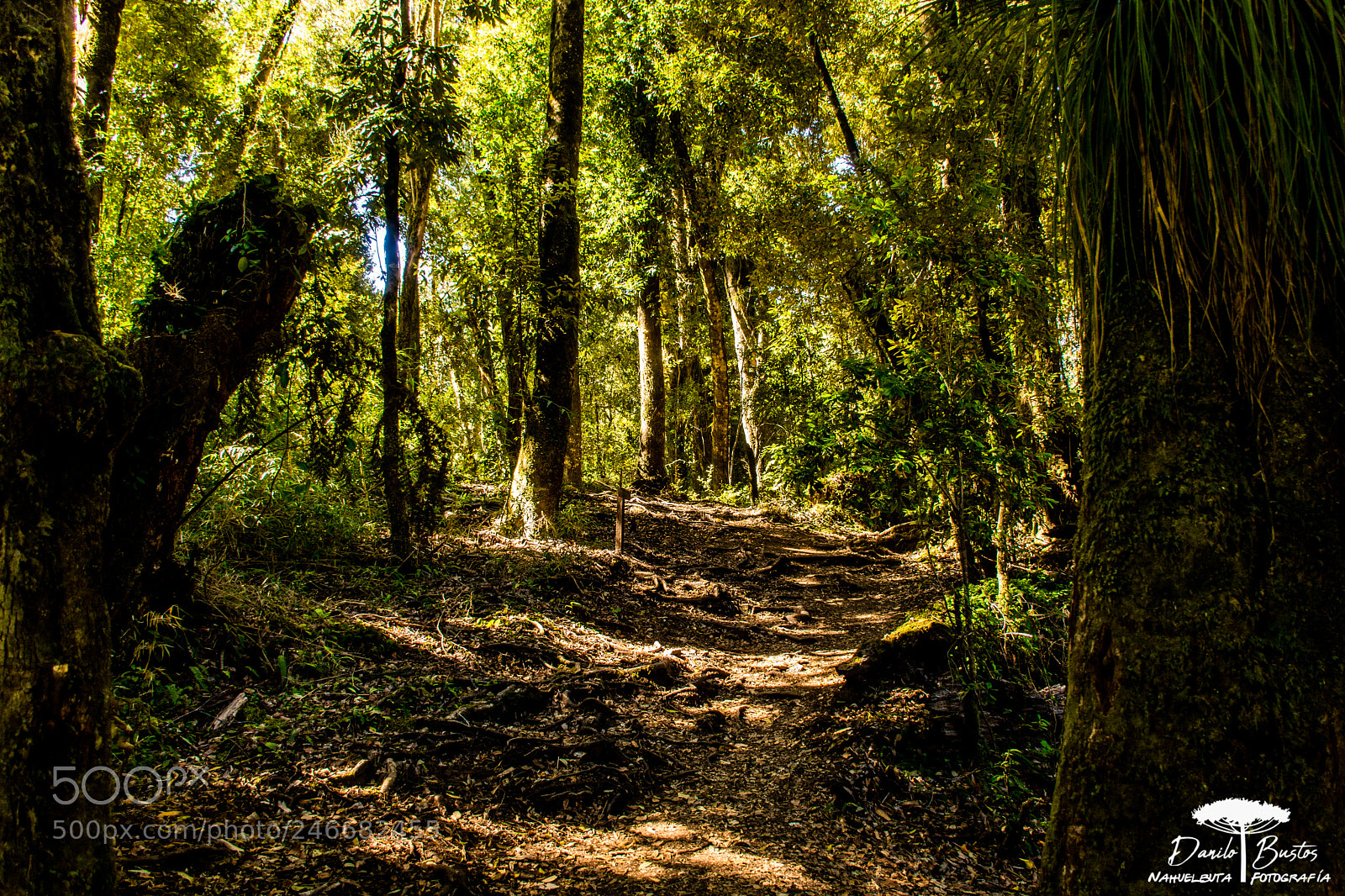 Nikon D7100 sample photo. Bosque lacustre photography